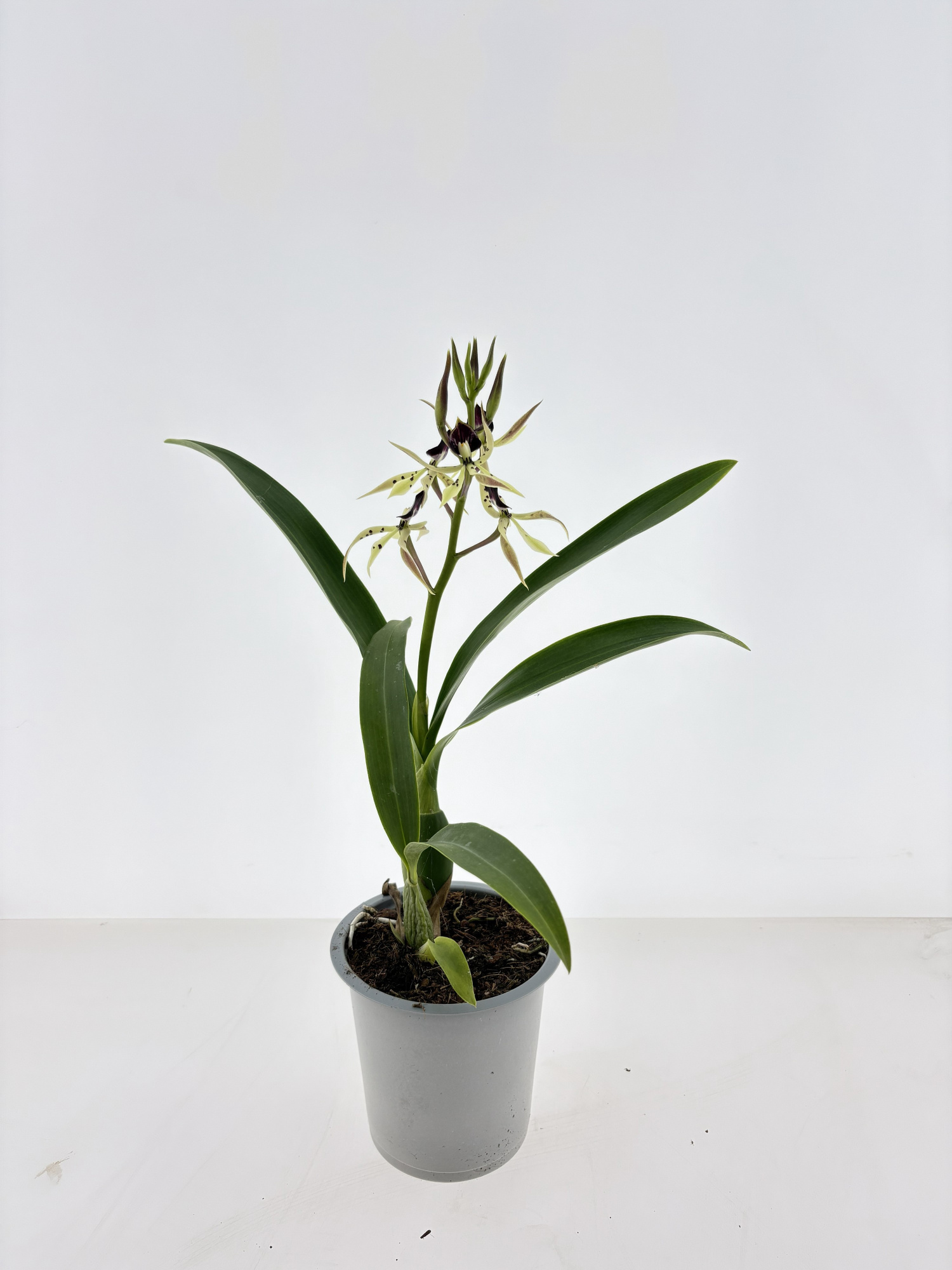 Encyclia Groen rode stip, D 12
