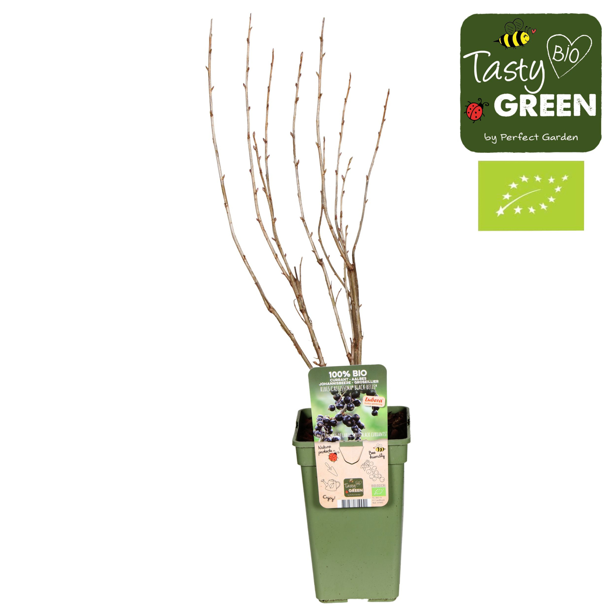 Ribes nigrum 'Black Bells' Bio P19, D 19 cm