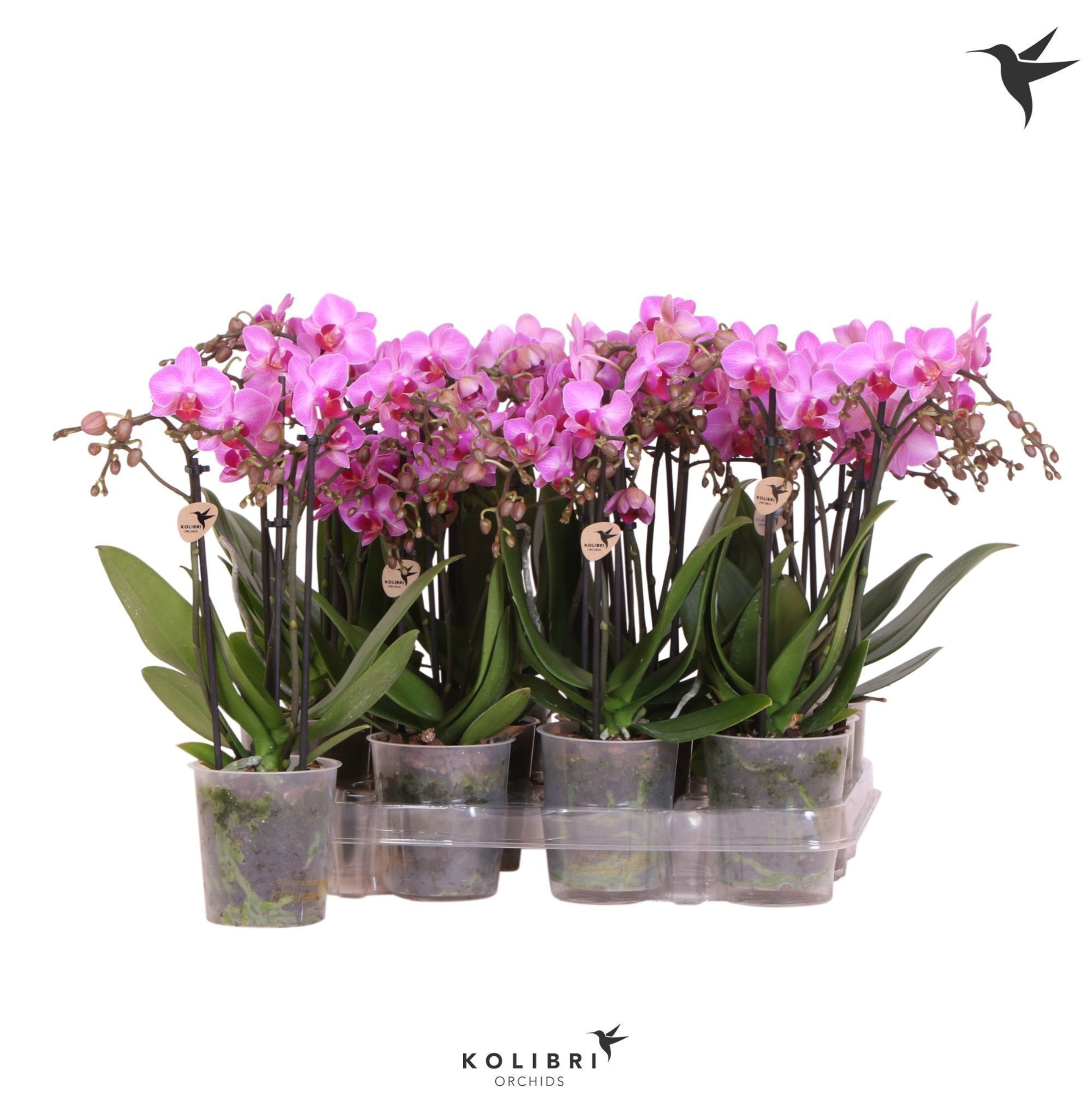 Kolibri Orchids Phalaenopsis Violet 3 spike no label, D 9