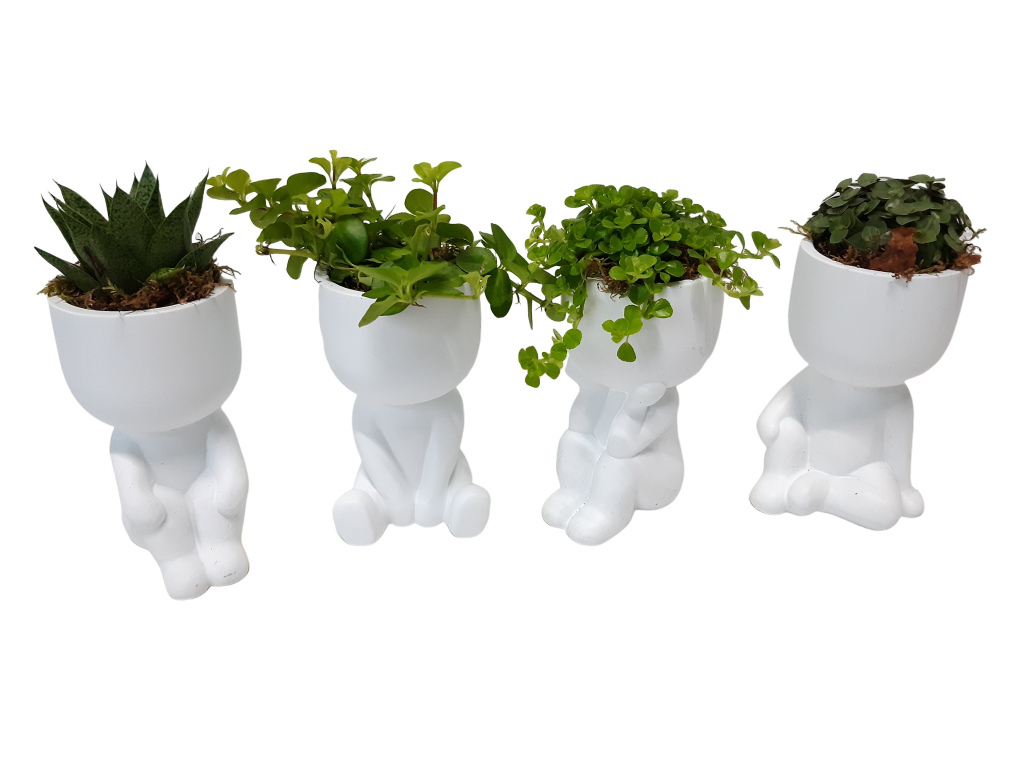 NEW 2026 Chillings White mixtray minigroenmix, D 13