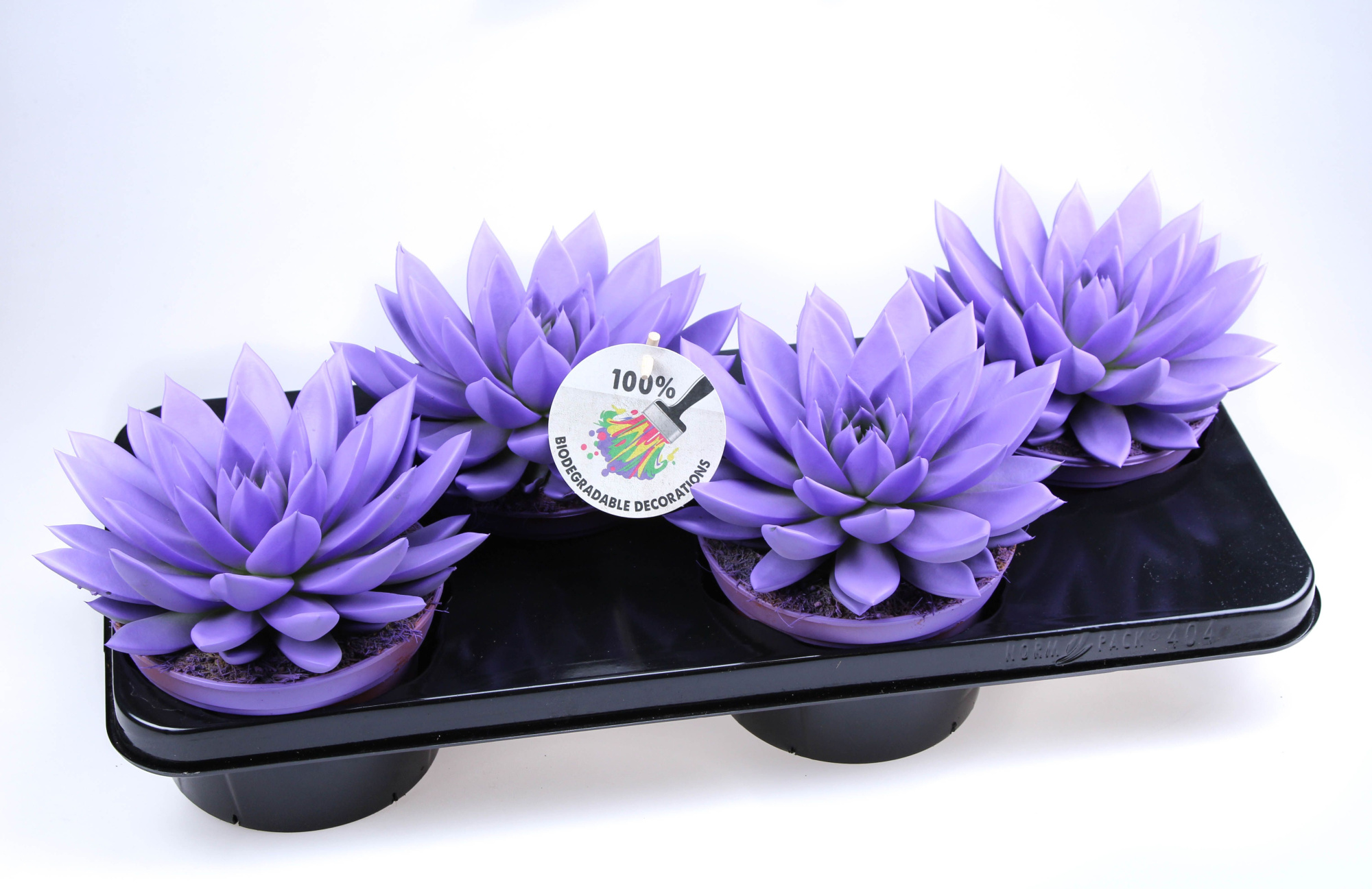 Rainbow dark milka, D 15 cm