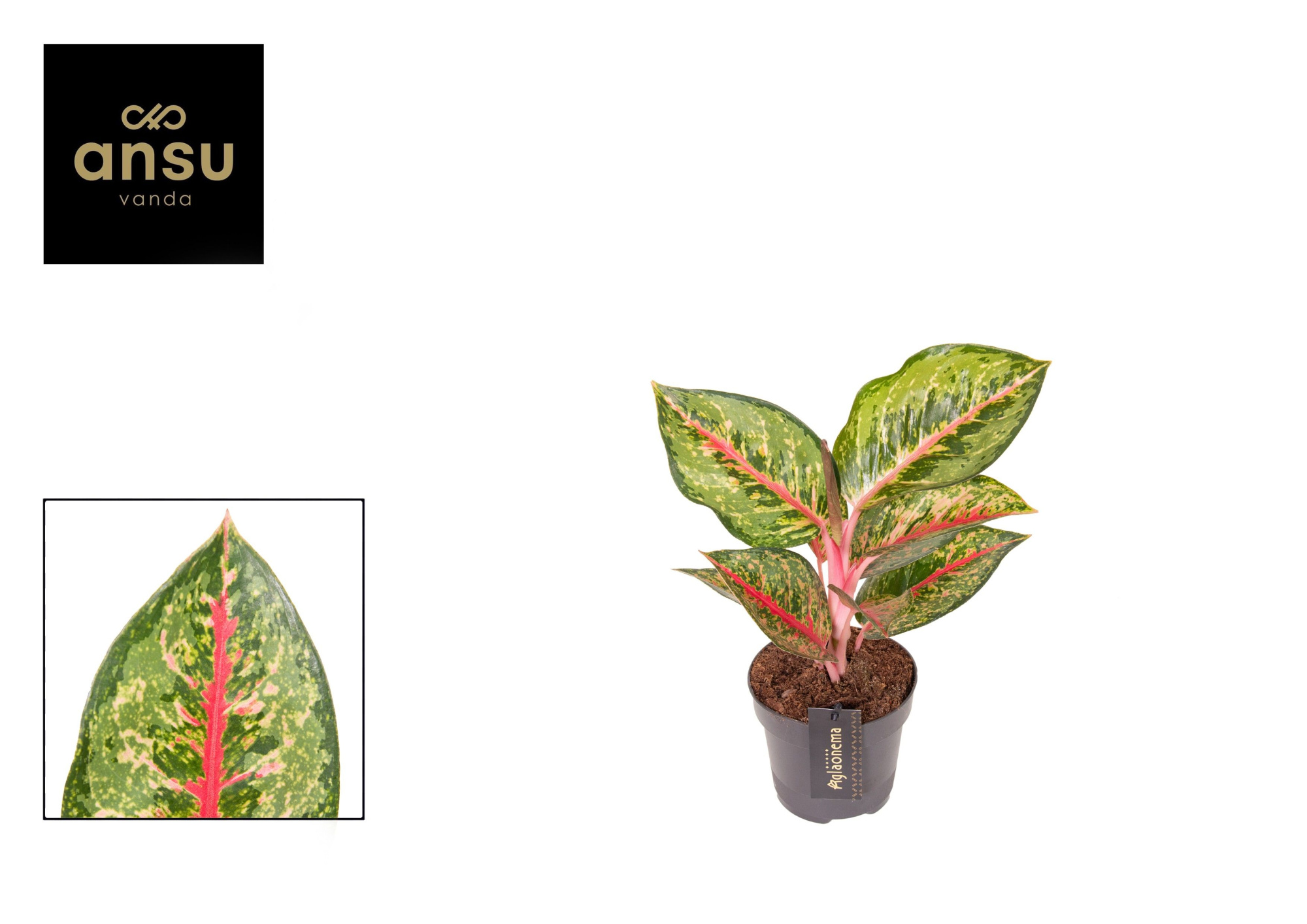 Aglaonema Paradise Red, D 12 cm