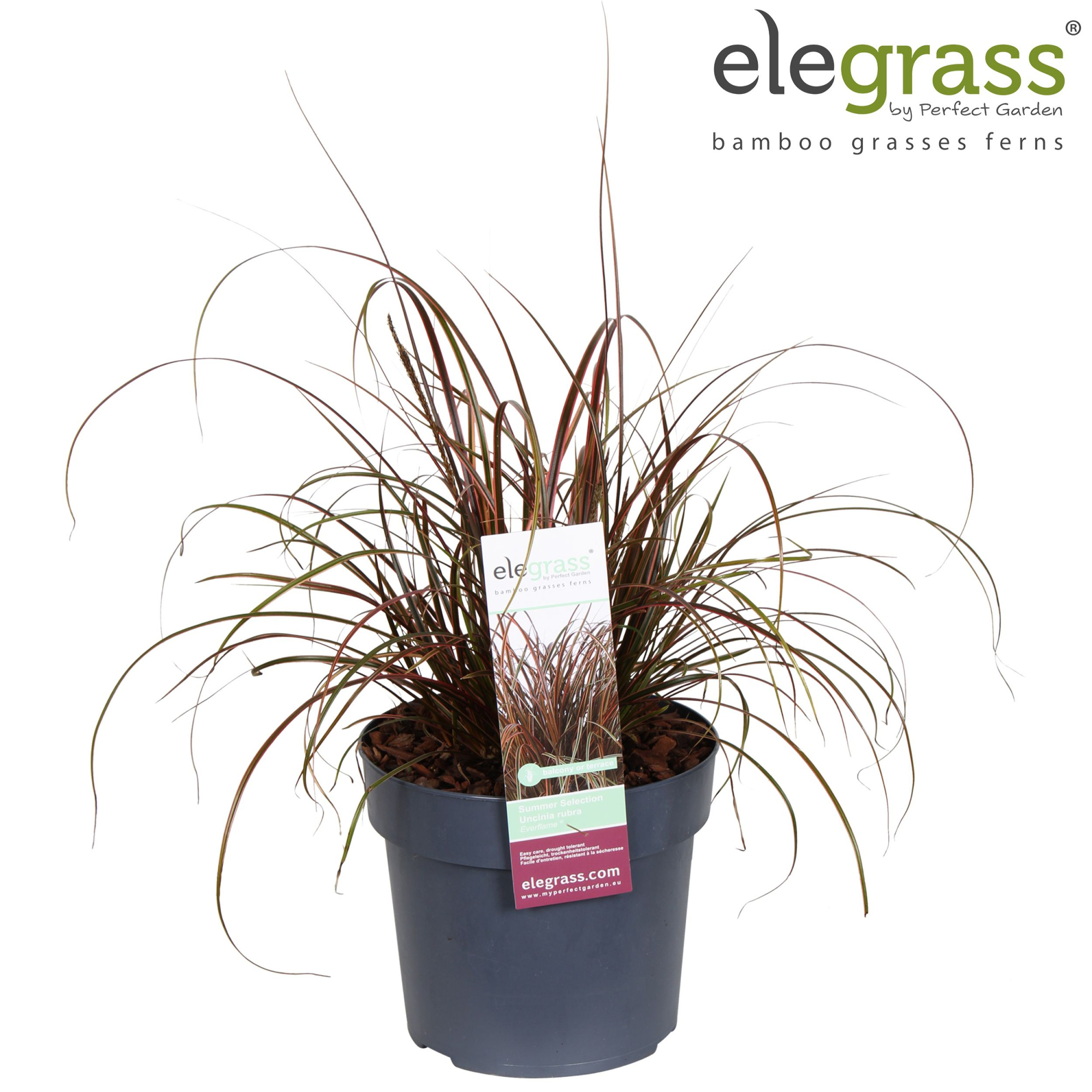 Uncinia rubra 'Everflame' P19, D 19