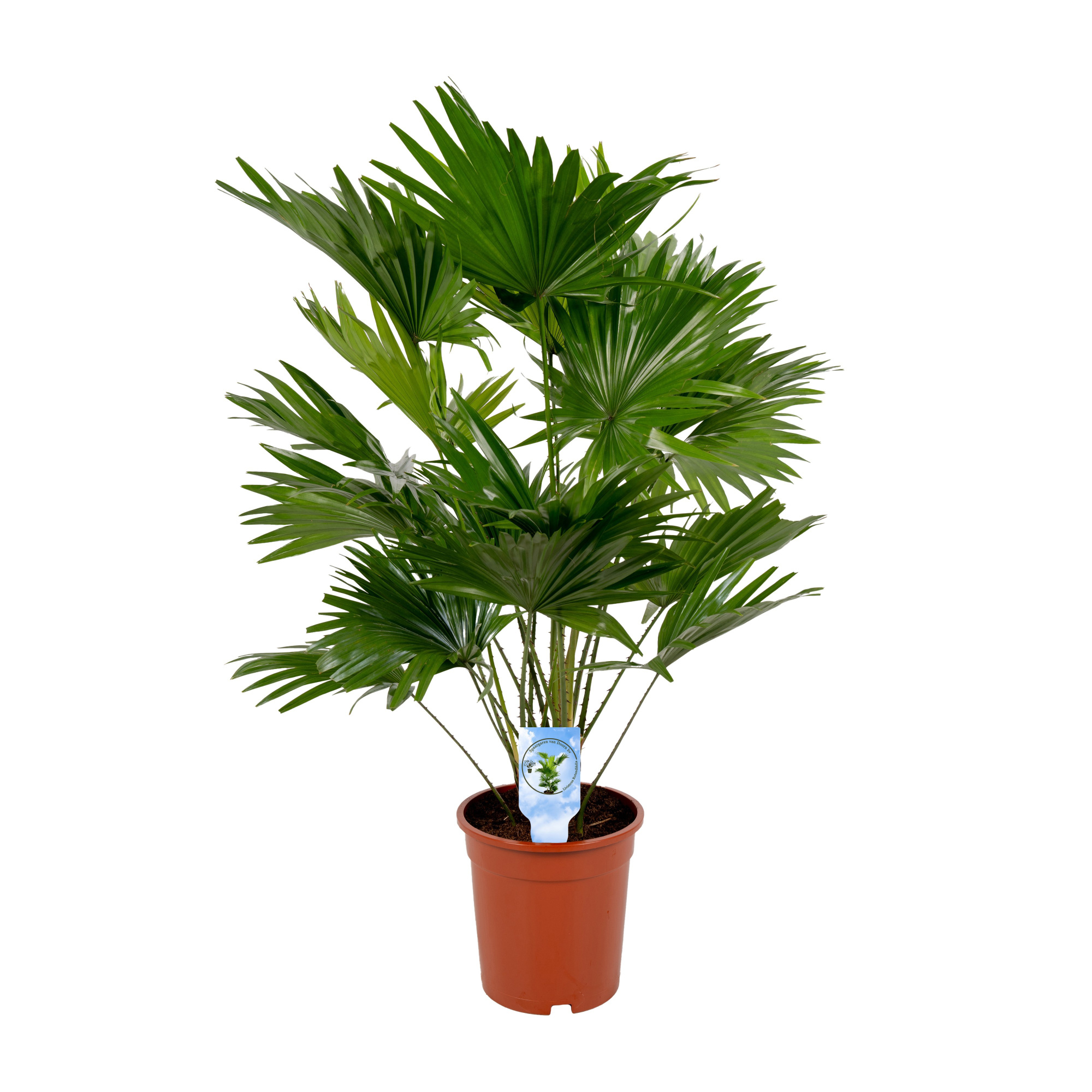 Livistona Rotundifolia 19 cm Lucht Zuiverend, D 19