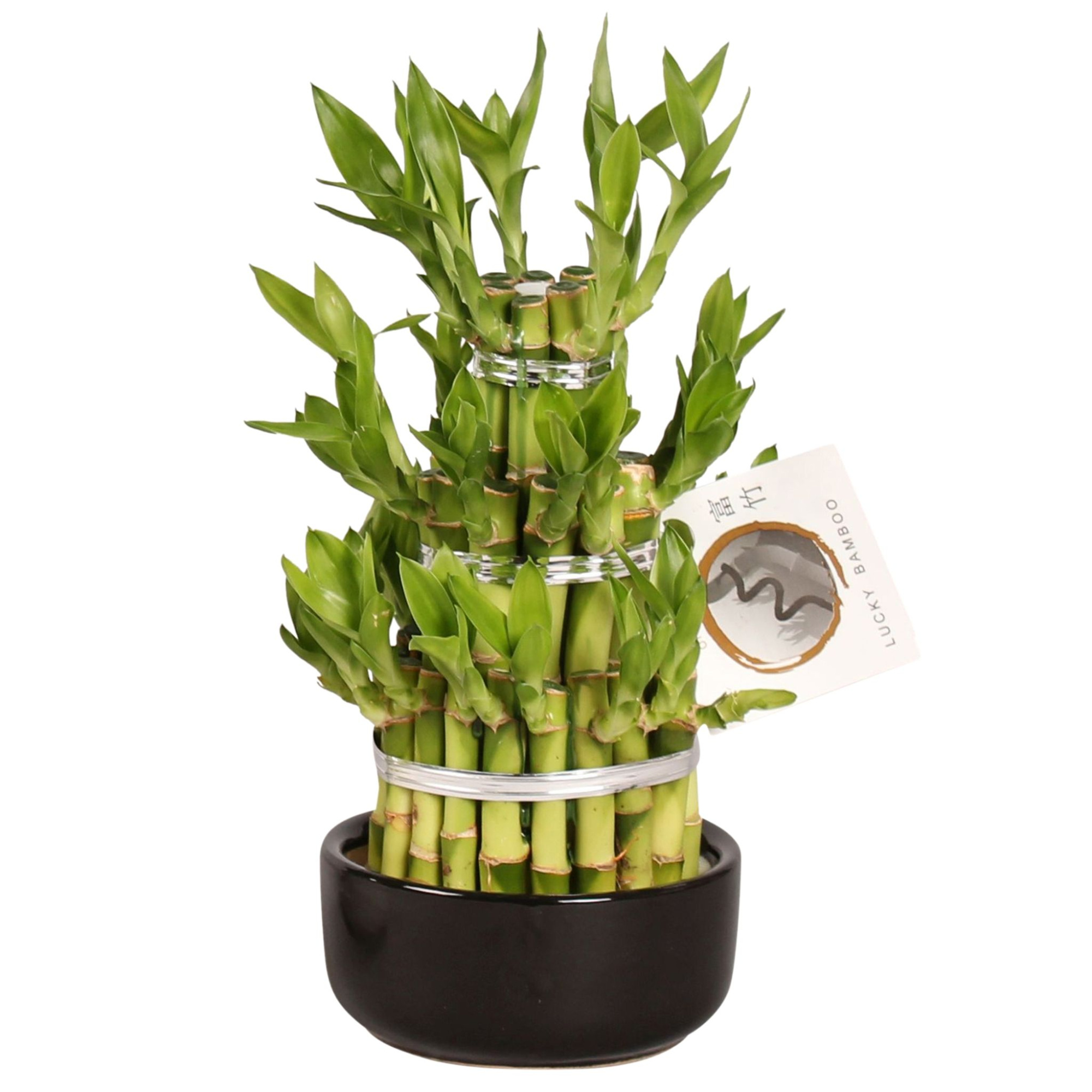 Lucky Bamboo Round 3Big in ø12cm Ceramic, D 12 cm