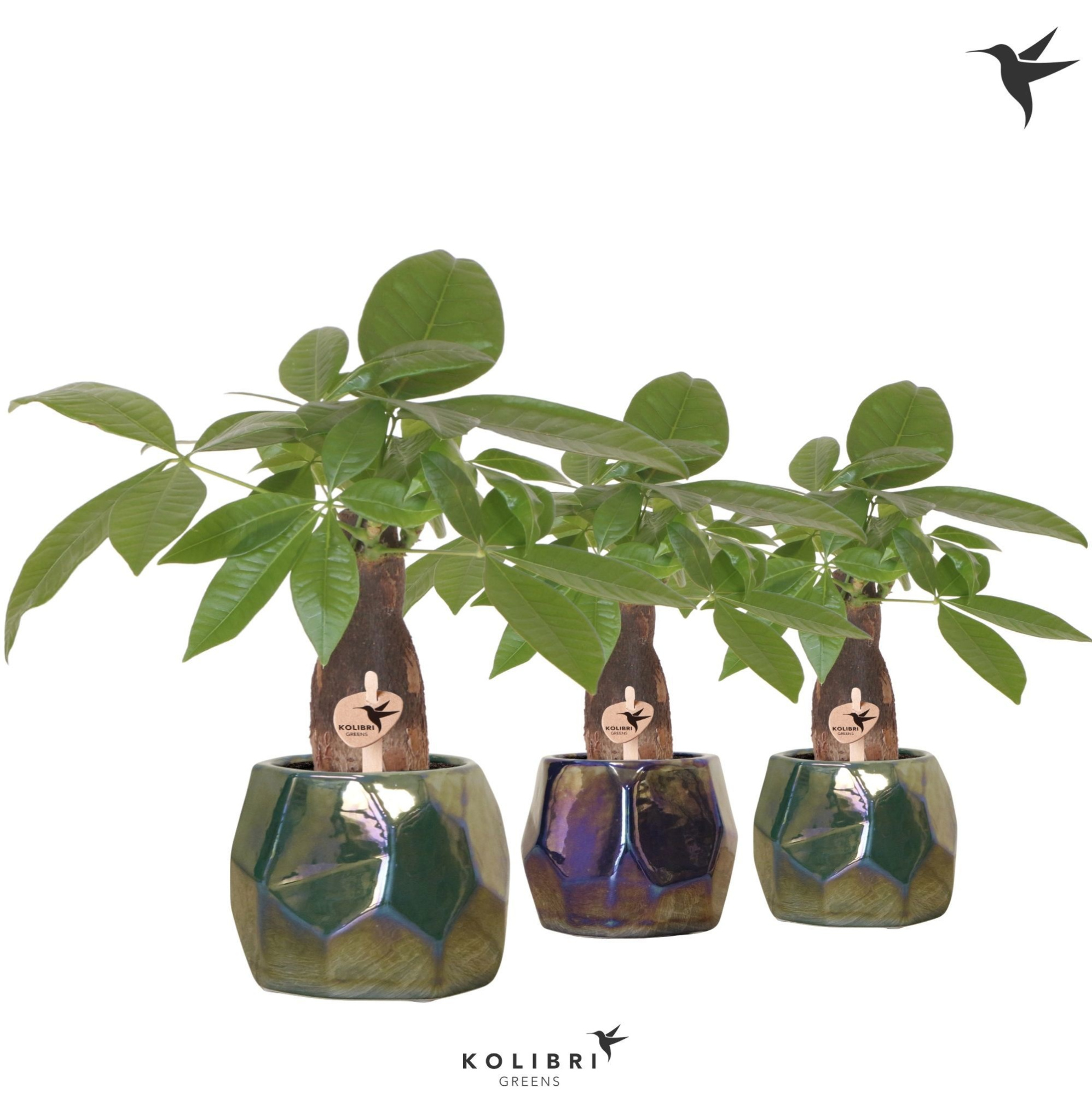 Kolibri Greens Pachira in Pearl pot blue green mix, D 9