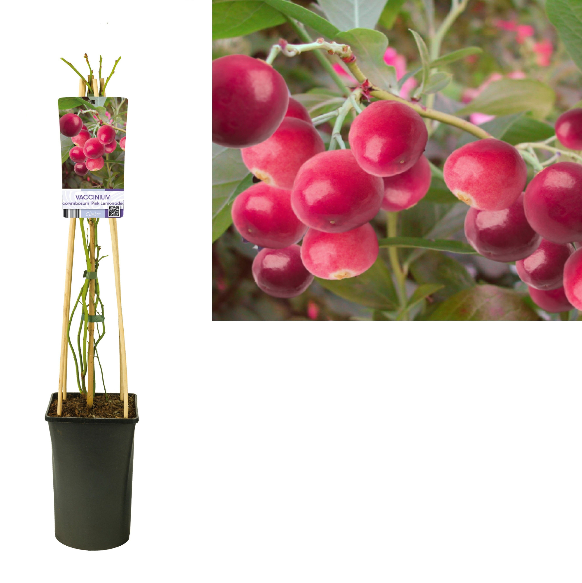Vaccinium corymbosum 'Pink Lemonade' +light label, D 17
