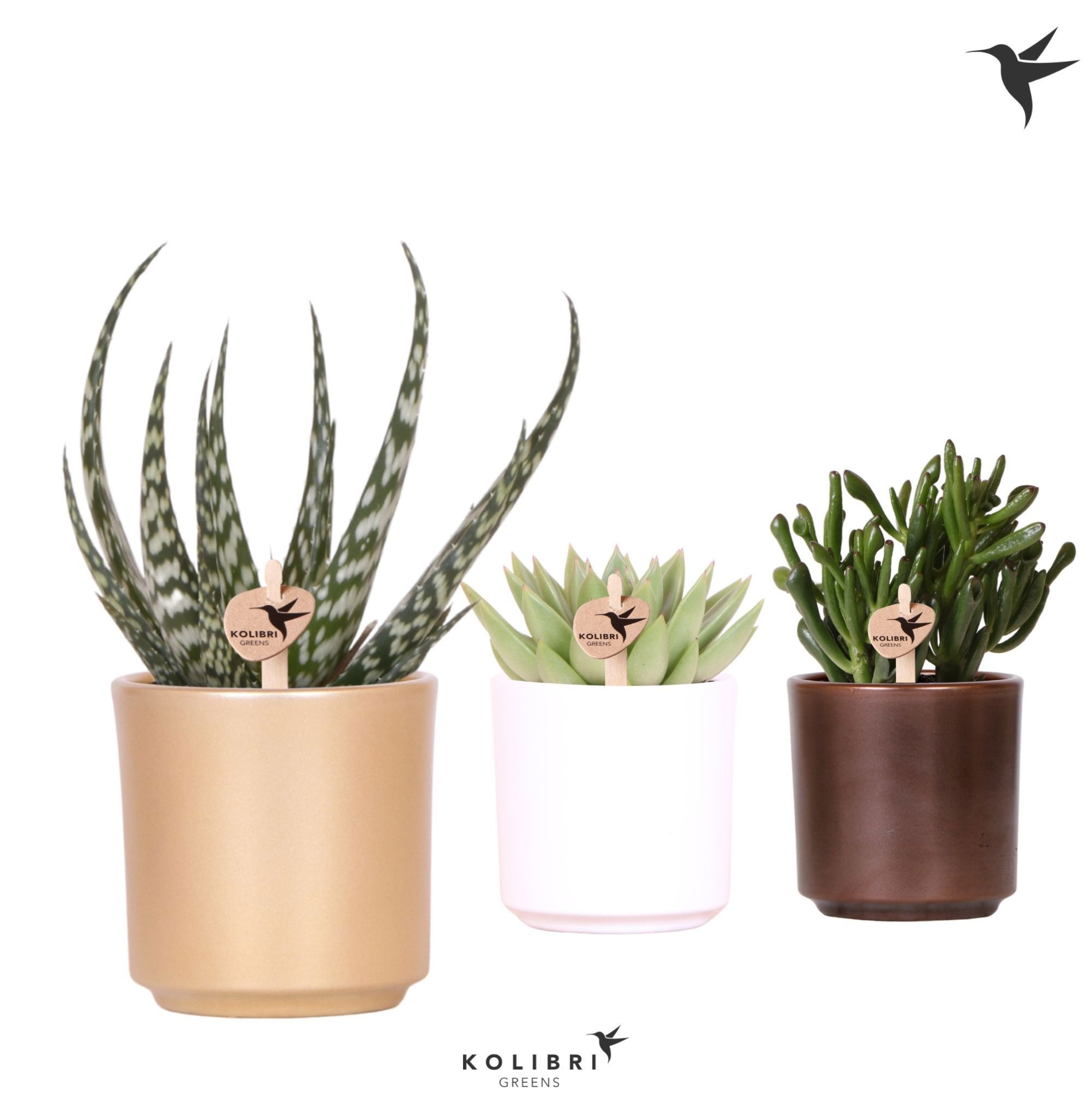 Kolibri Greens Succulenten mix in Simplicity pot mix, D 9