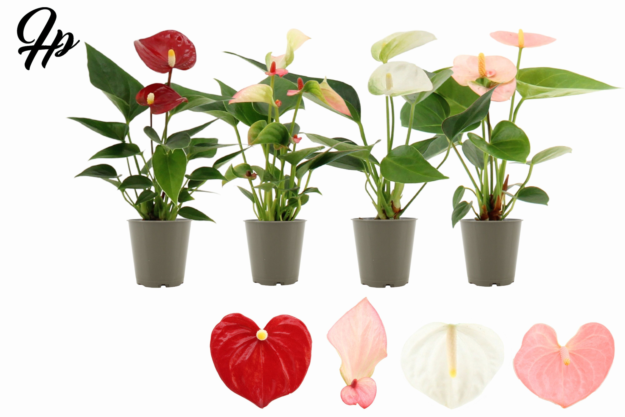 Anthurium 6 cm 4 color mix in transparant sleeve, D 6