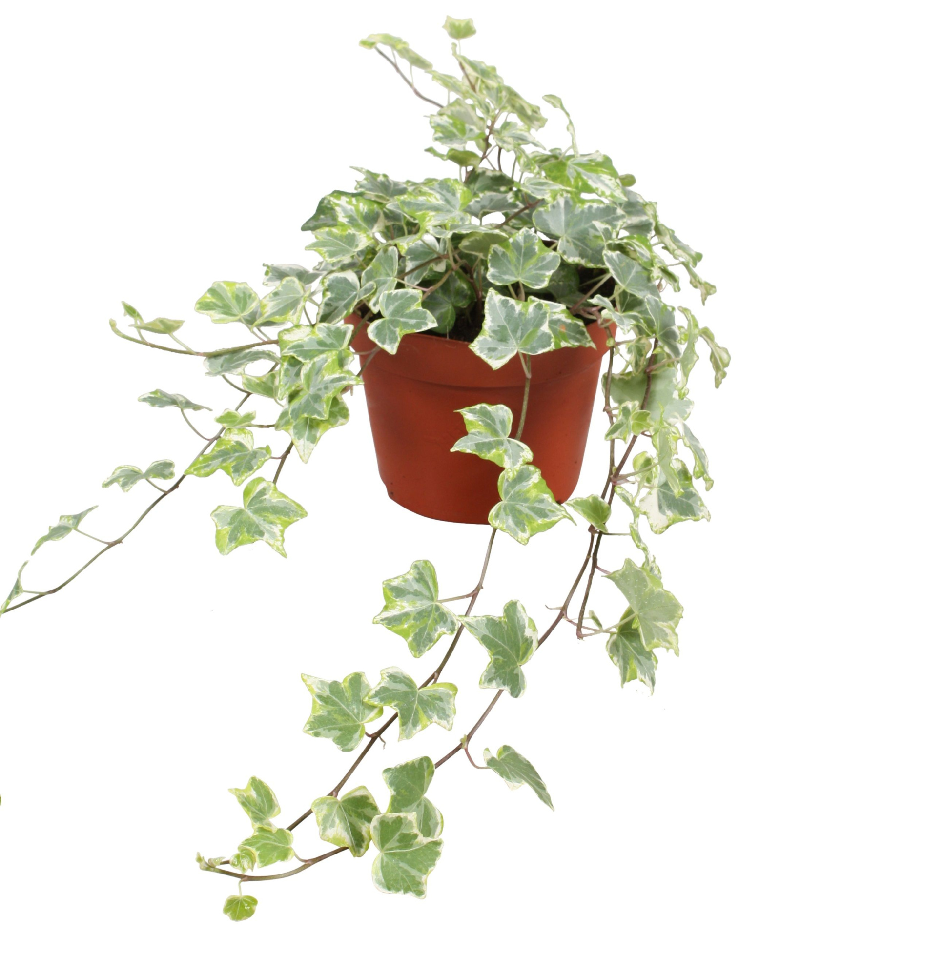 Hedera helix Mint Kolibri, D 13 cm