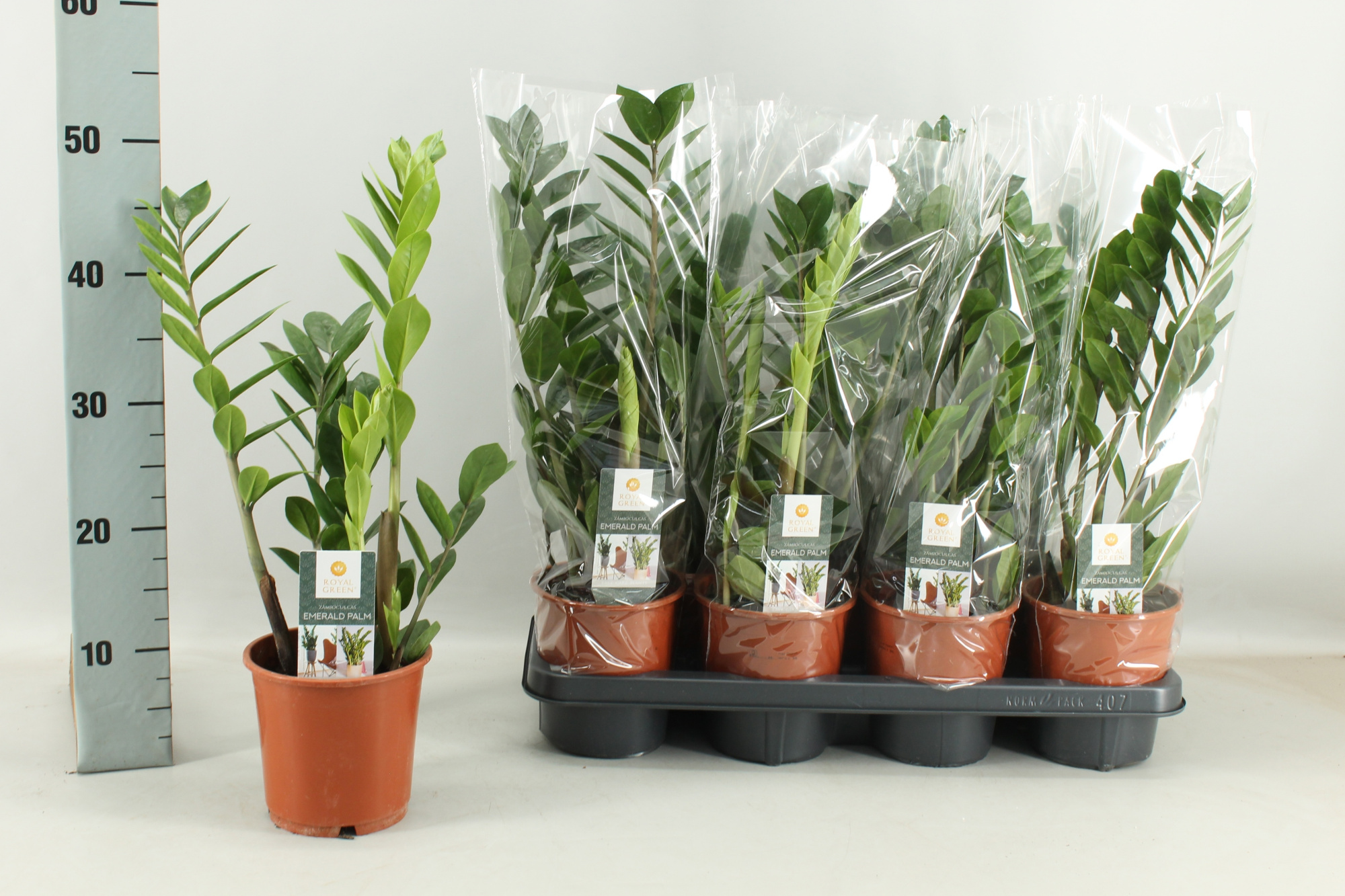 Zamioculcas 14cm, D 14