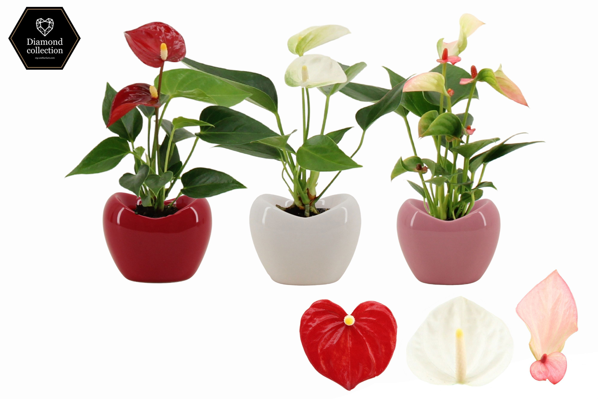 Anthurium 6 cm 3 color mix in Paris ceramics, D 6