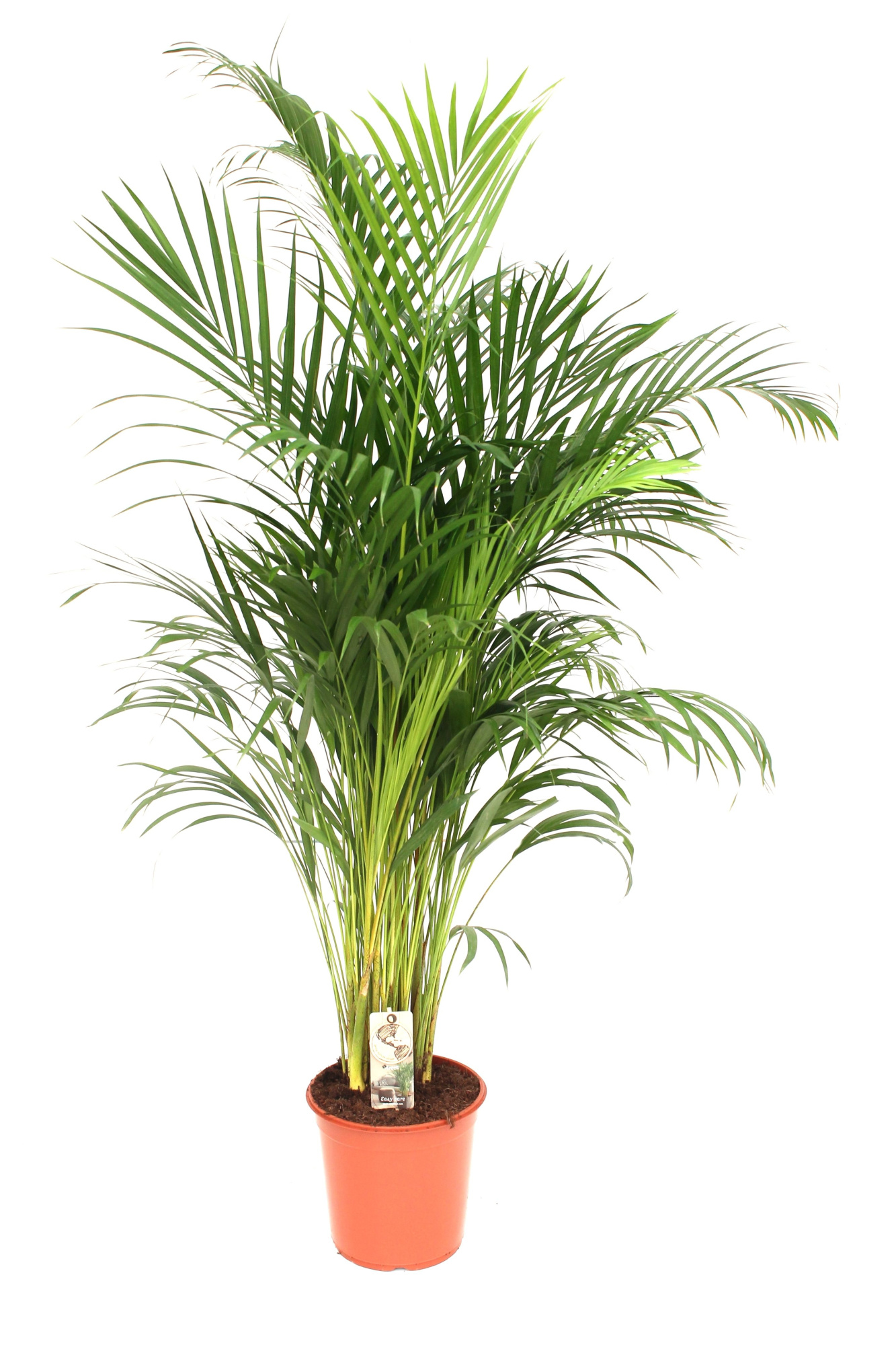 Areca P24 L160, D 24