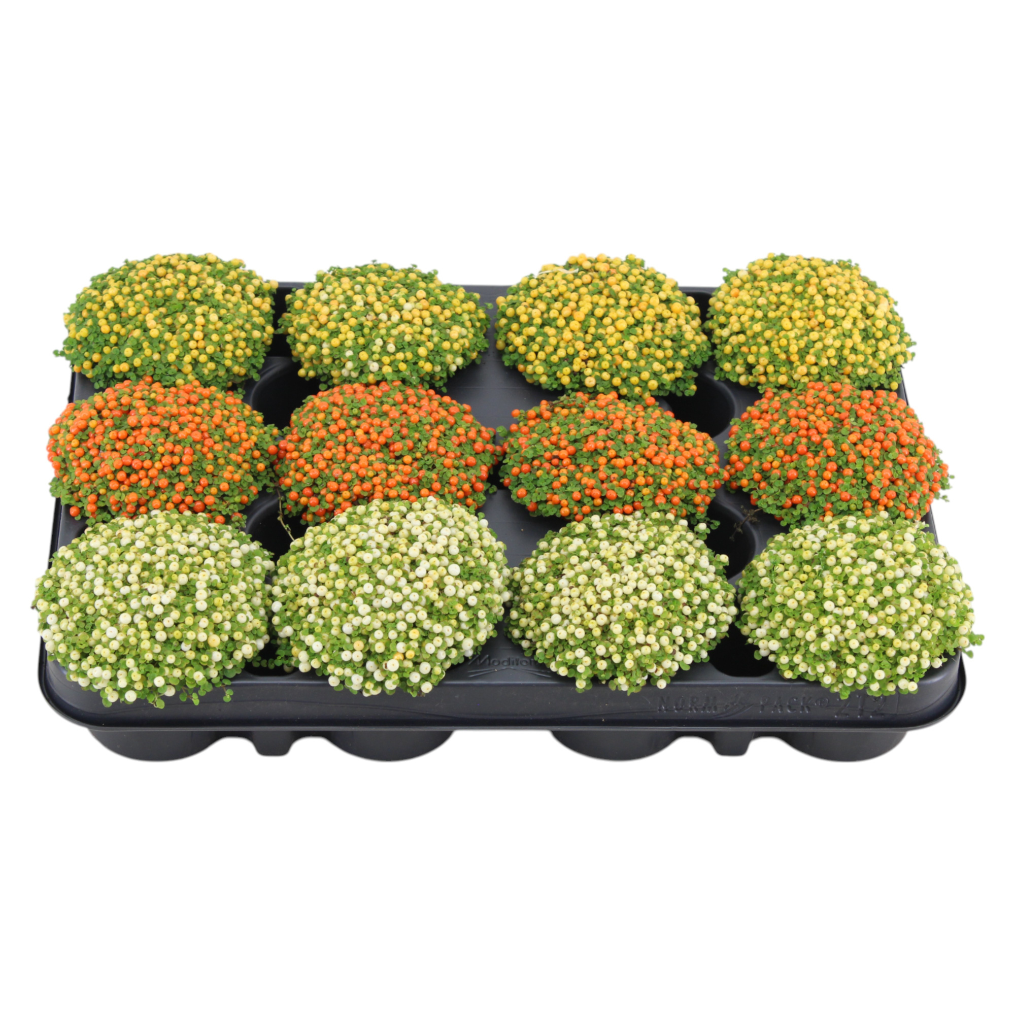 Nertera granadensis mix p8, D 8