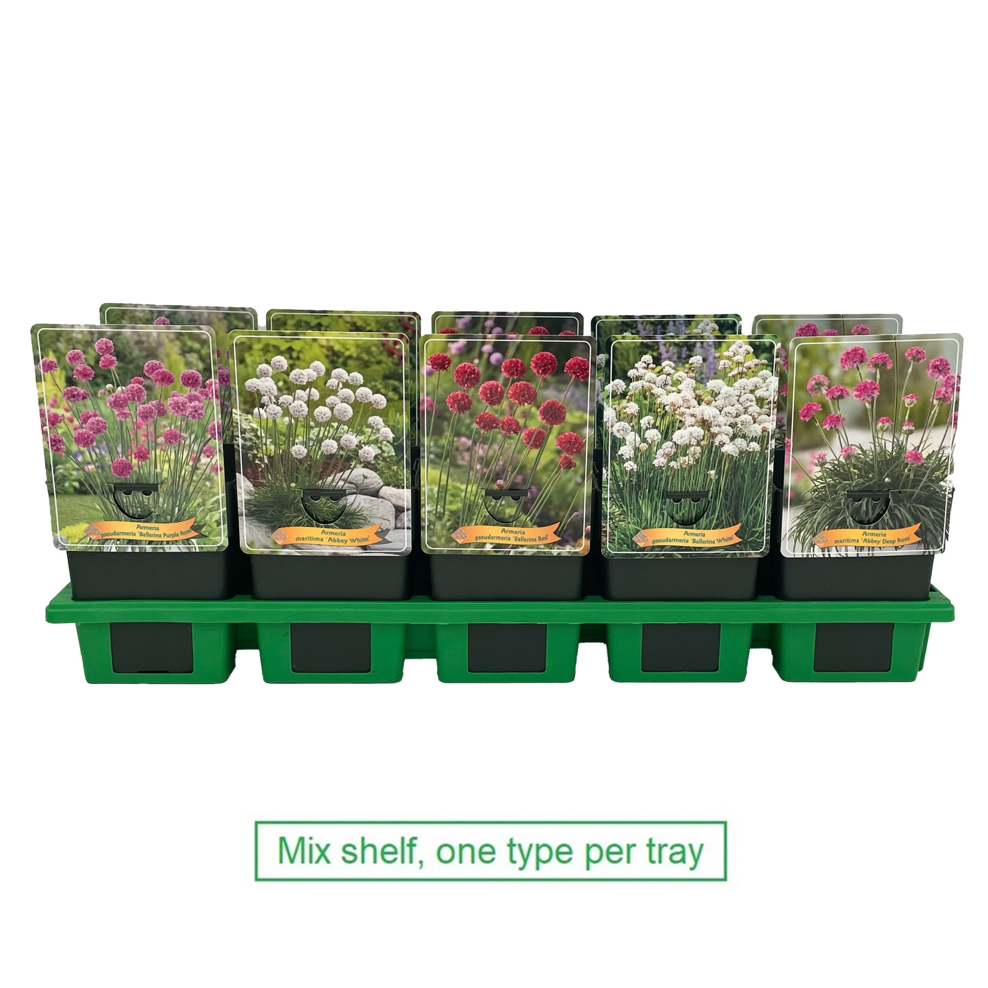 Armeria mix laag P11, D 11 cm