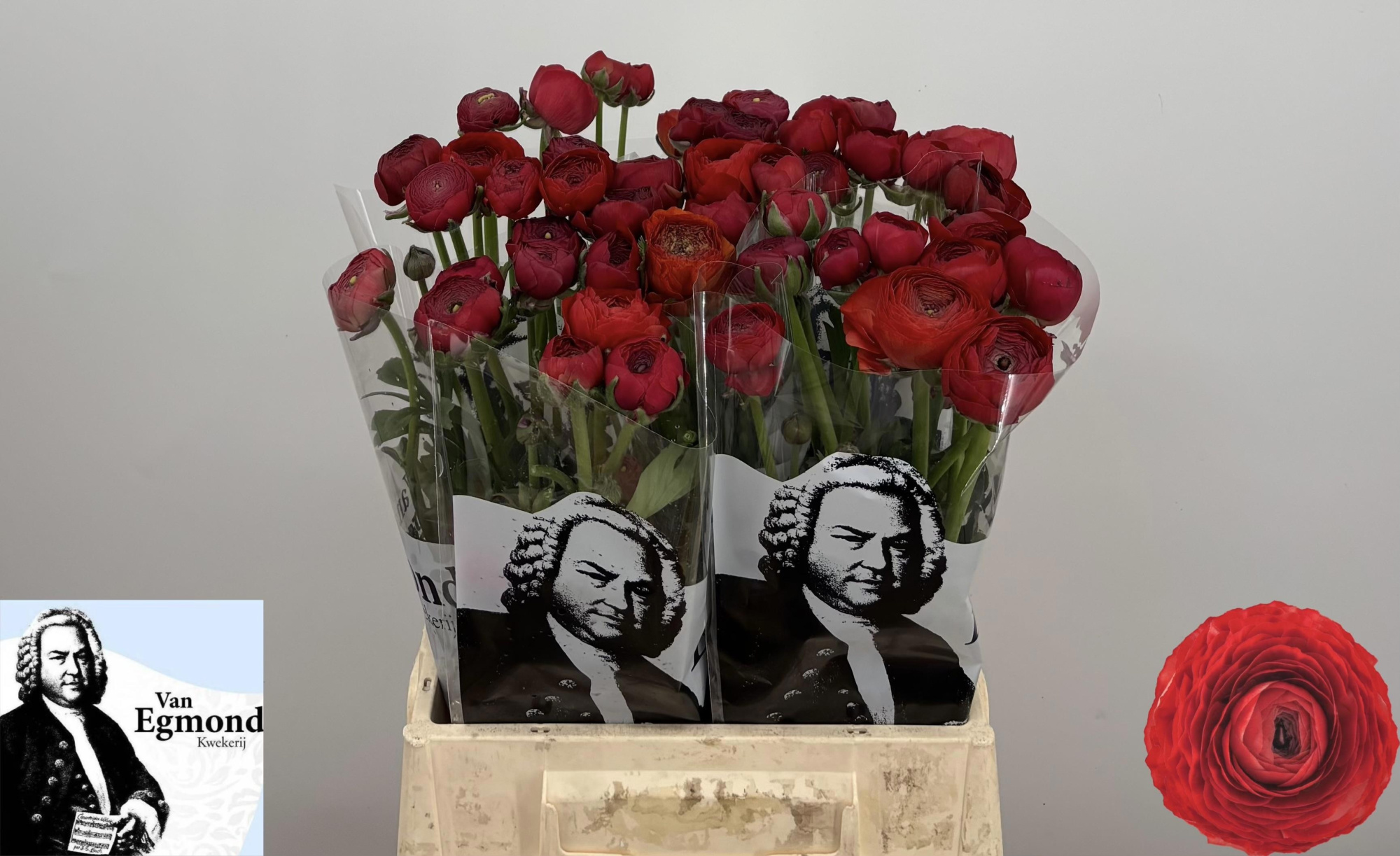 Ранункулус Элеганс Рэд 45, шт.