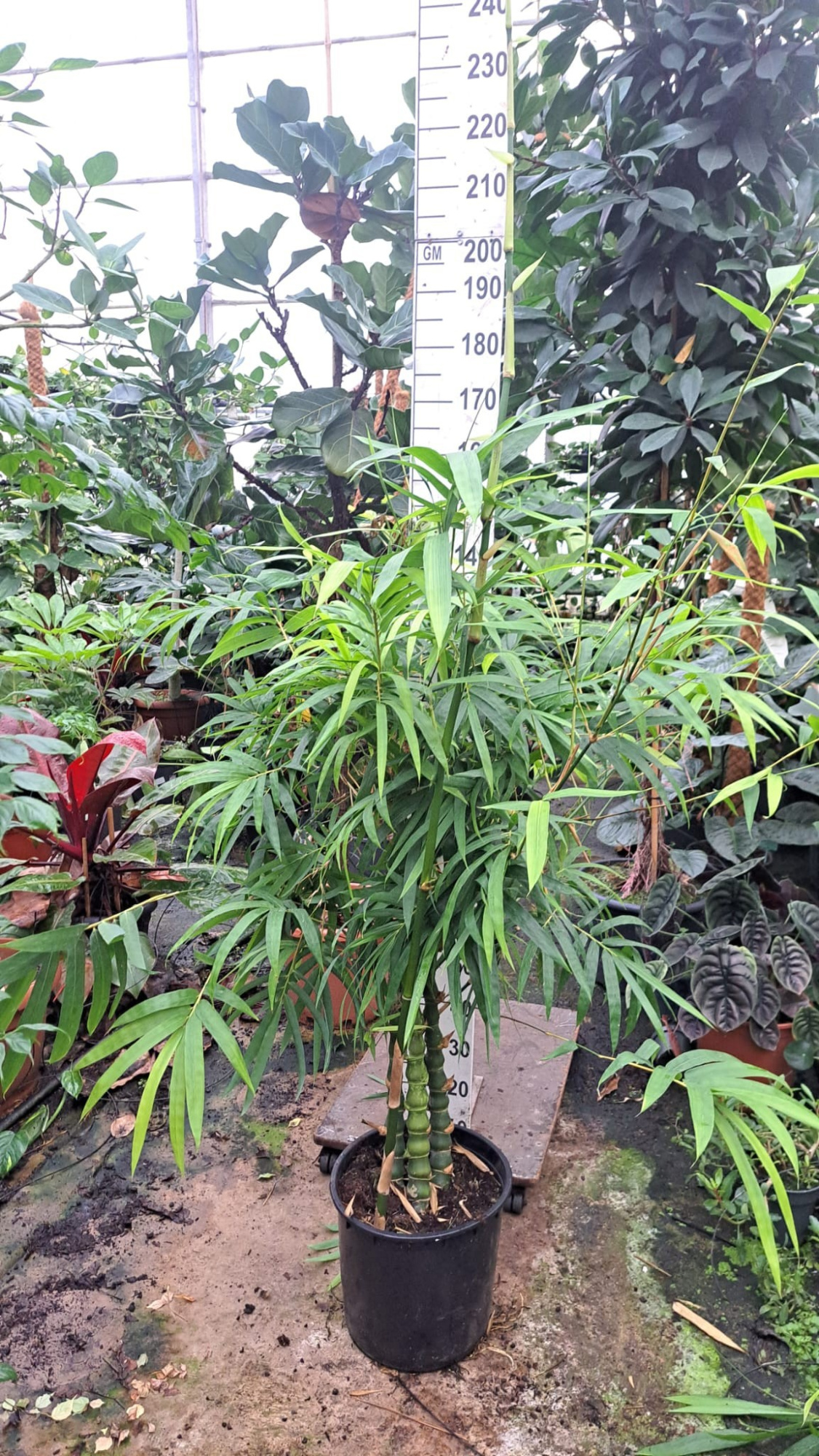 Bambusa ventricosa 170, D 35 cm