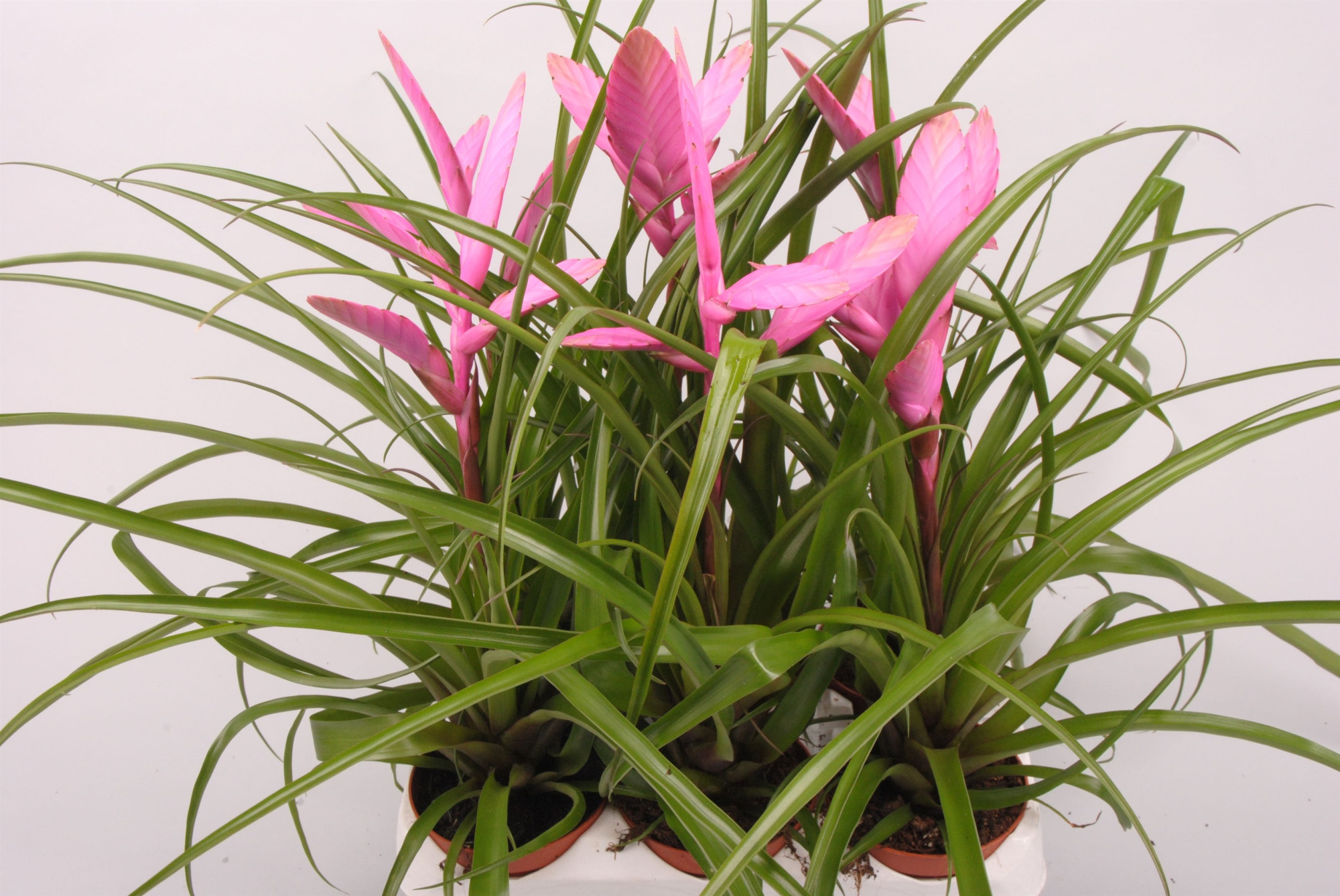 Tillandsia Alexander, D 9