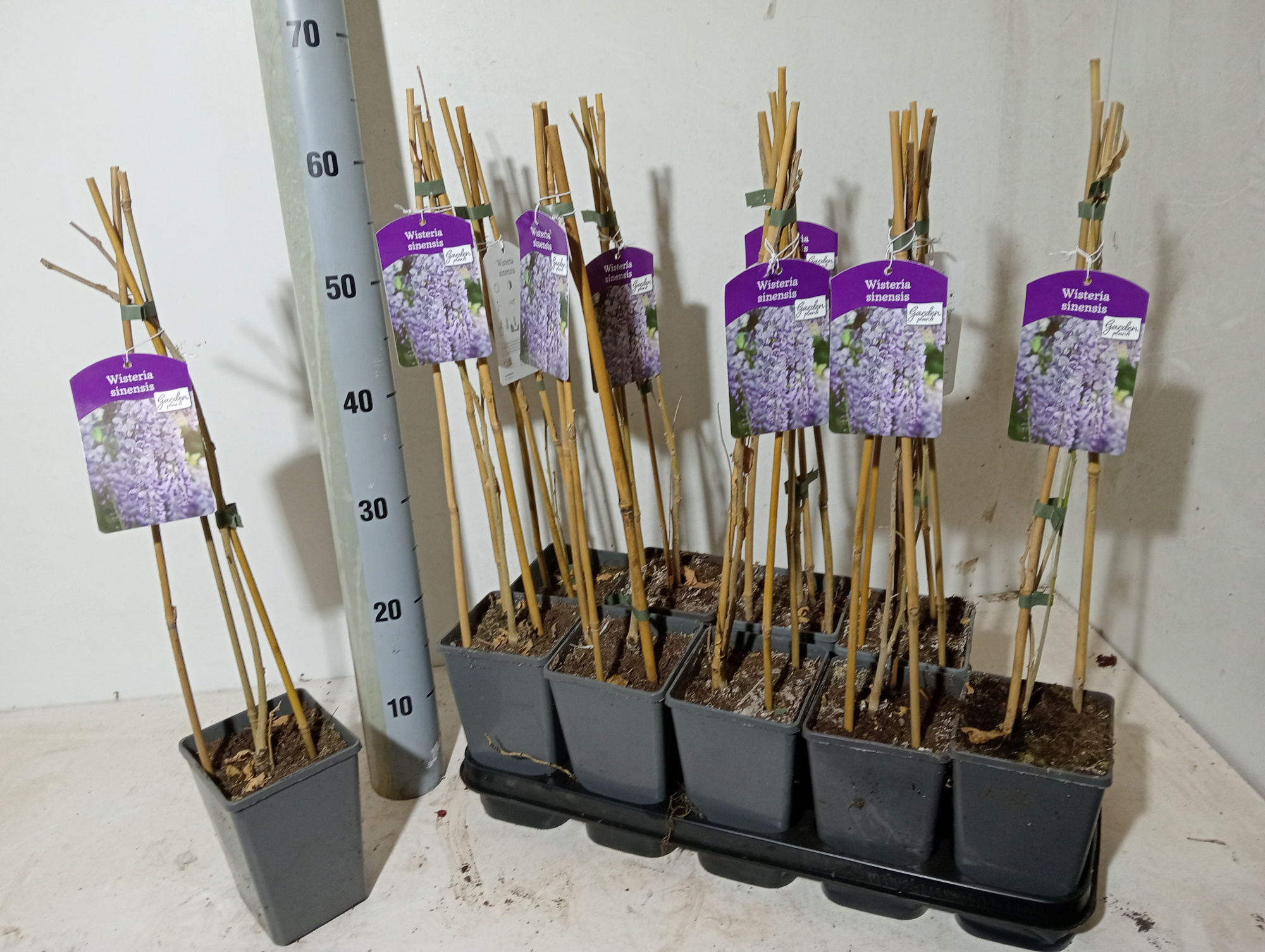 Wisteria sinensis zaailing, D 12