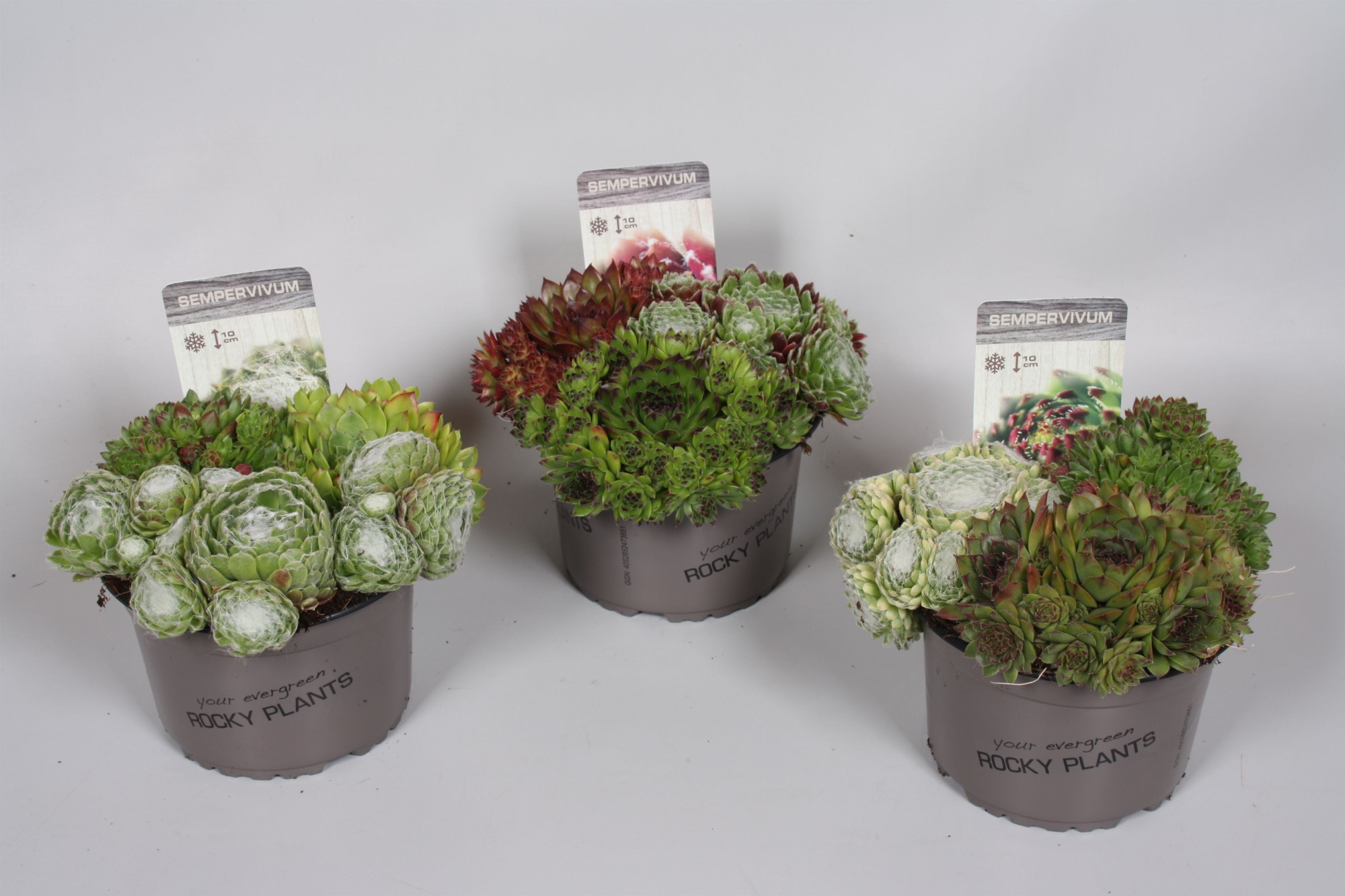 Sempervivum trio 14cm, D 14 cm