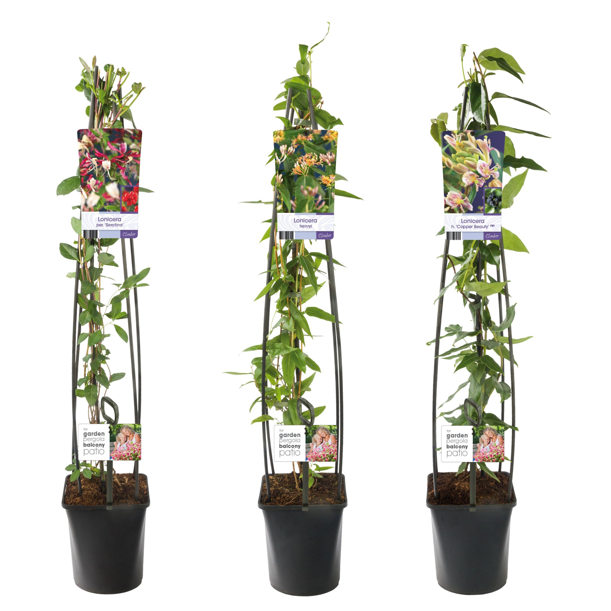 Mixtray Lonicera +light label, D 23 cm