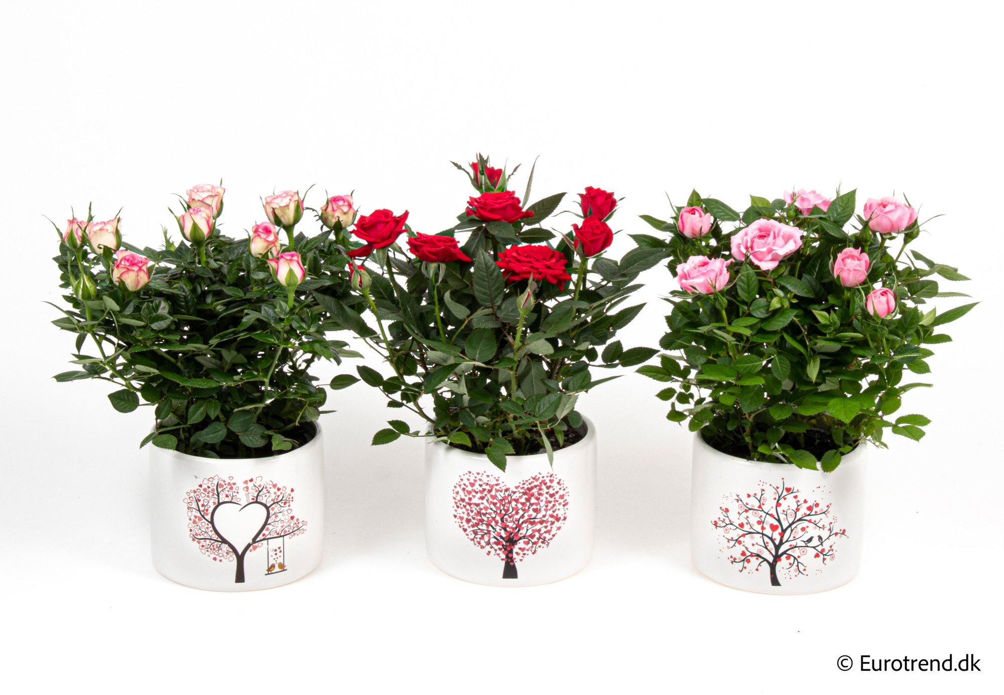 Roses in Valentine ceramic 2026, D 10,5