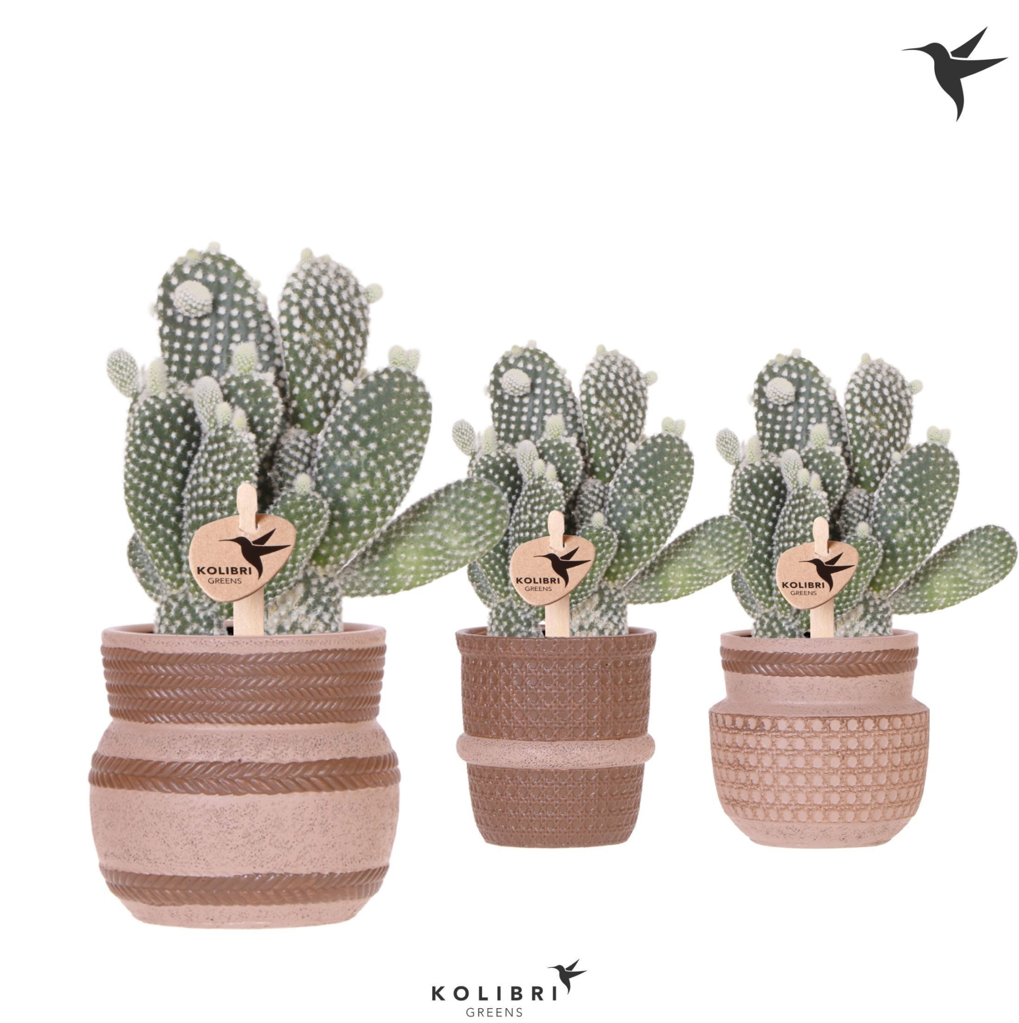 Kolibri Greens Opuntia white in Ethnic pot sand mix, D 9 cm