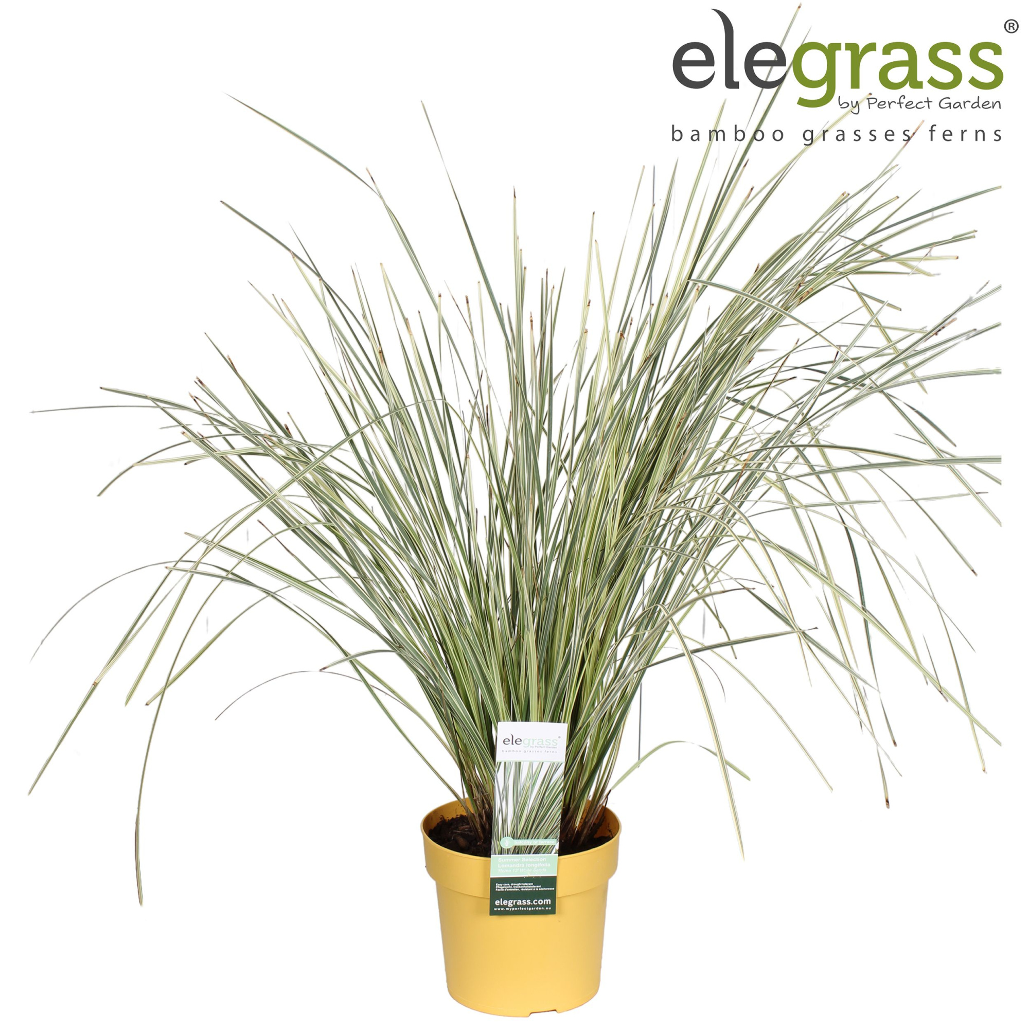 Lomandra longifolia 'White Sands' P19, D 19 cm