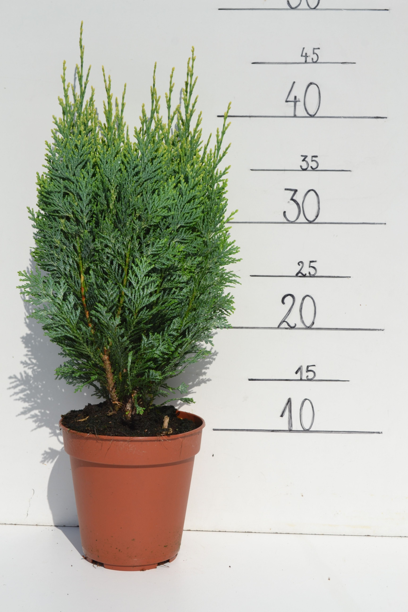 Chamaecyparis lawsoniana 'White Spot', D 13 cm
