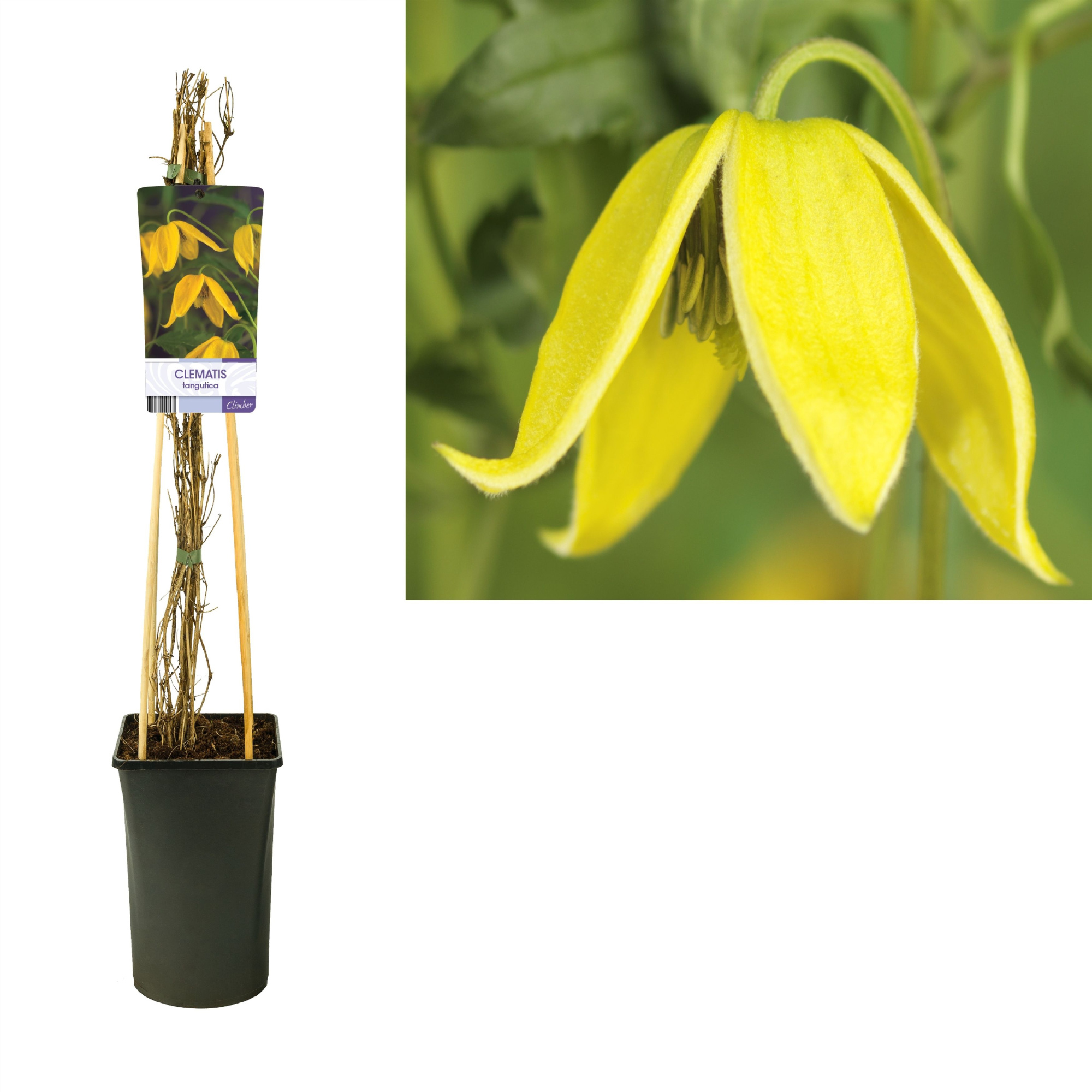 Clematis tangutica +light label, D 17 cm