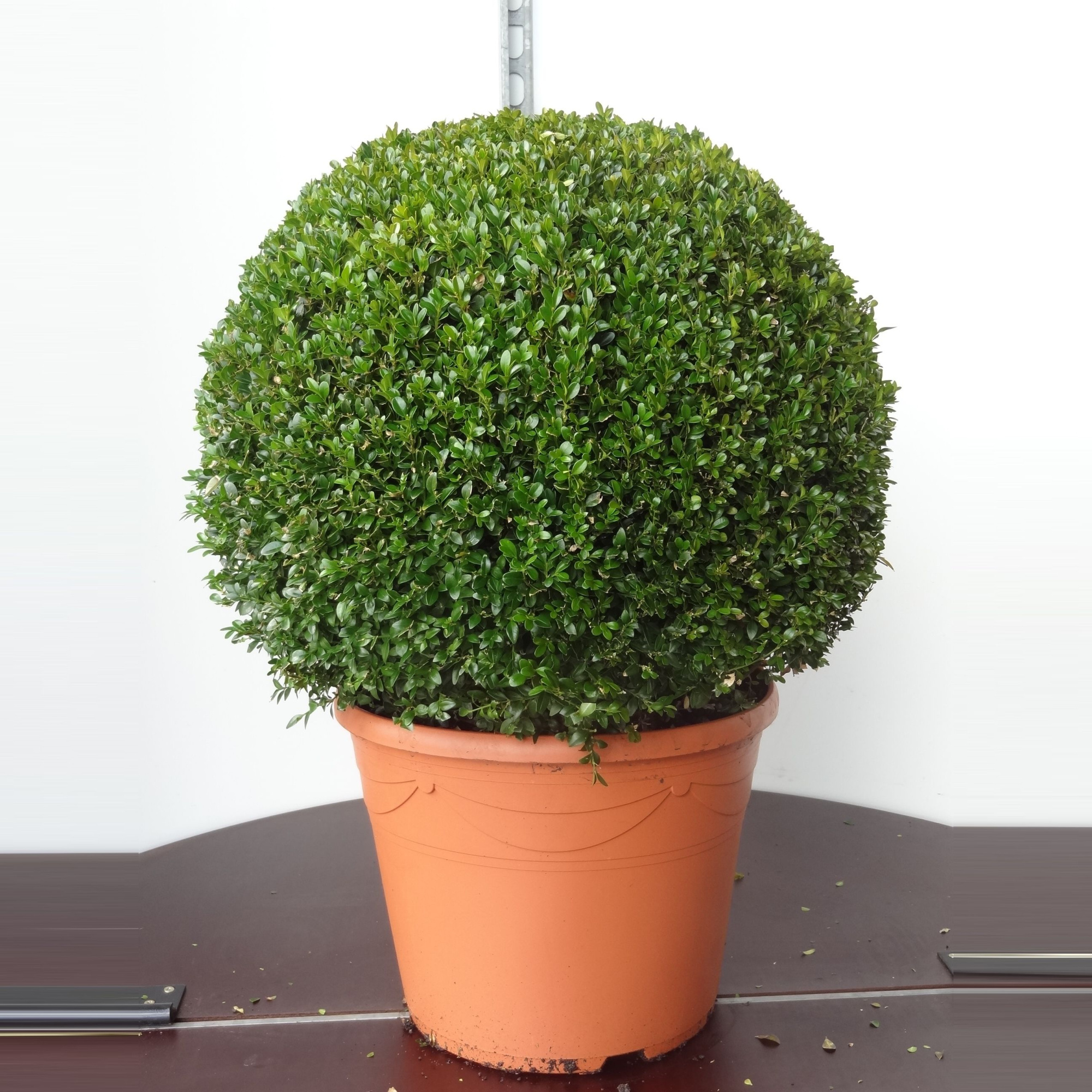 Buxus sempervirens bol 45, D 32 cm
