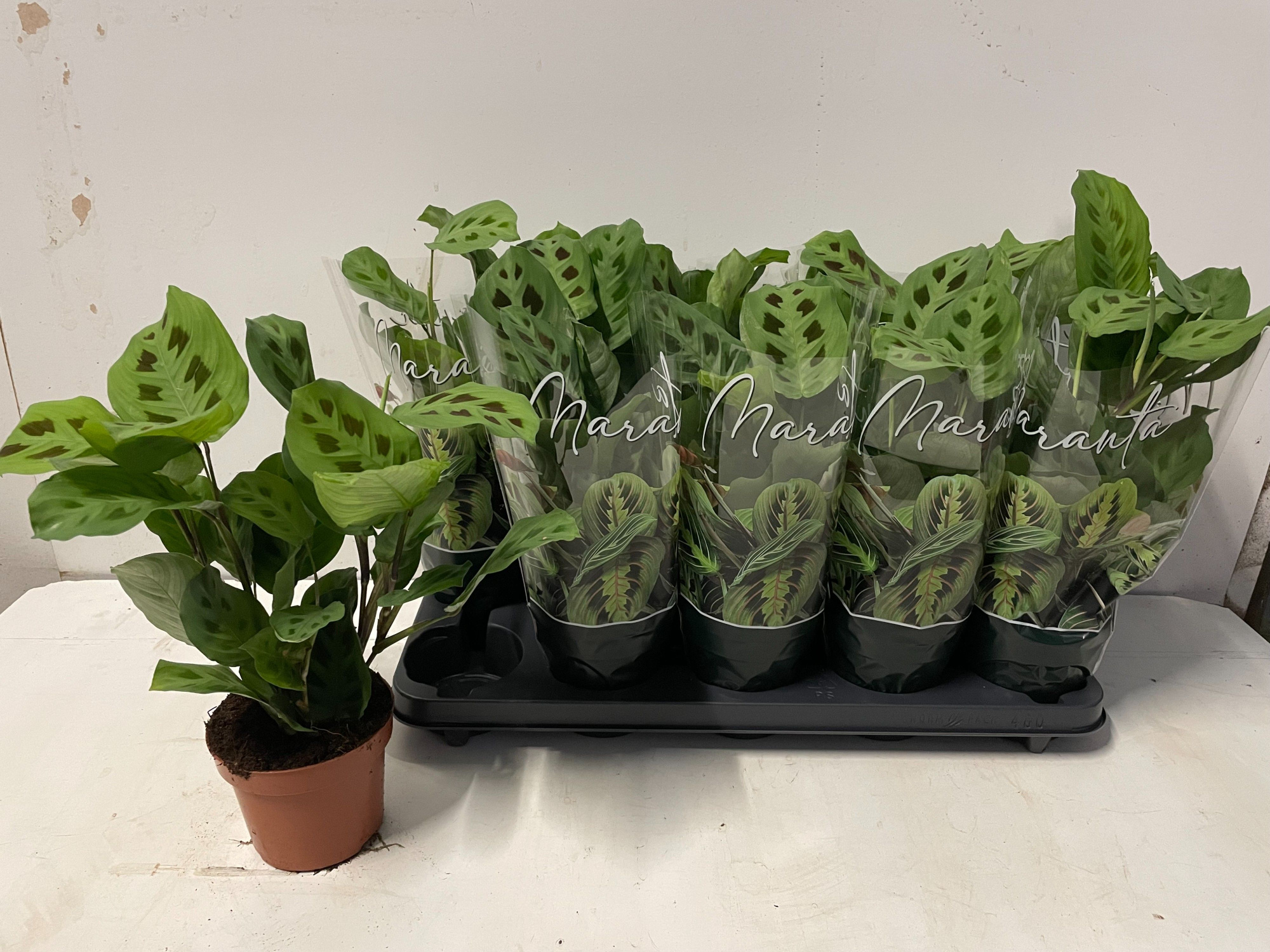 Maranta leuconeura 'Kerchoveana', D 12 cm