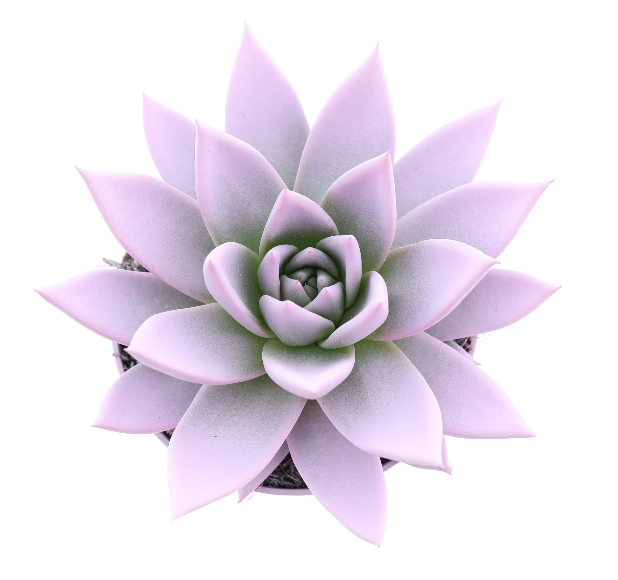 Rainbow baby pink, D 10,5 cm