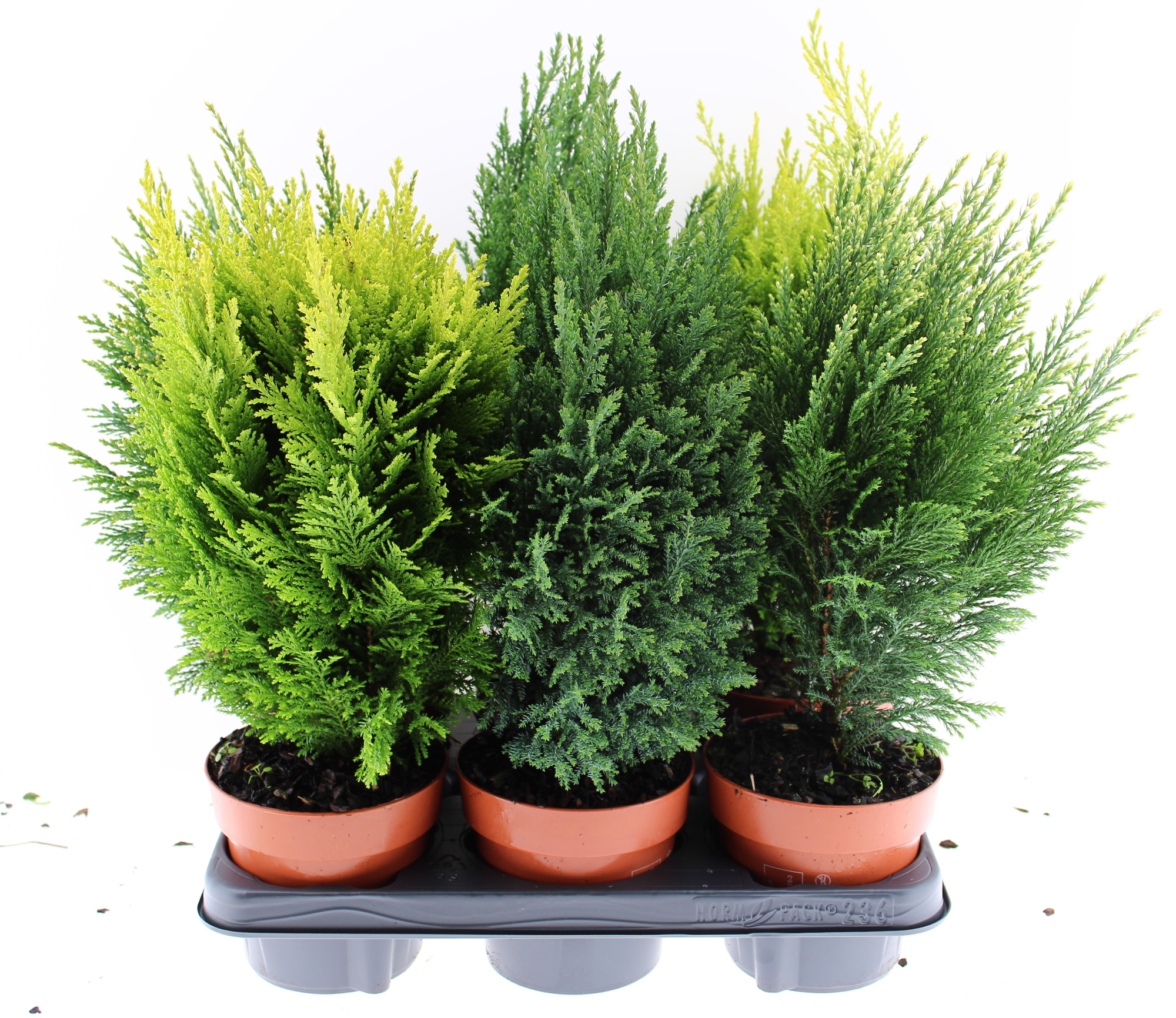 Coniferen mix 6, D 13 cm