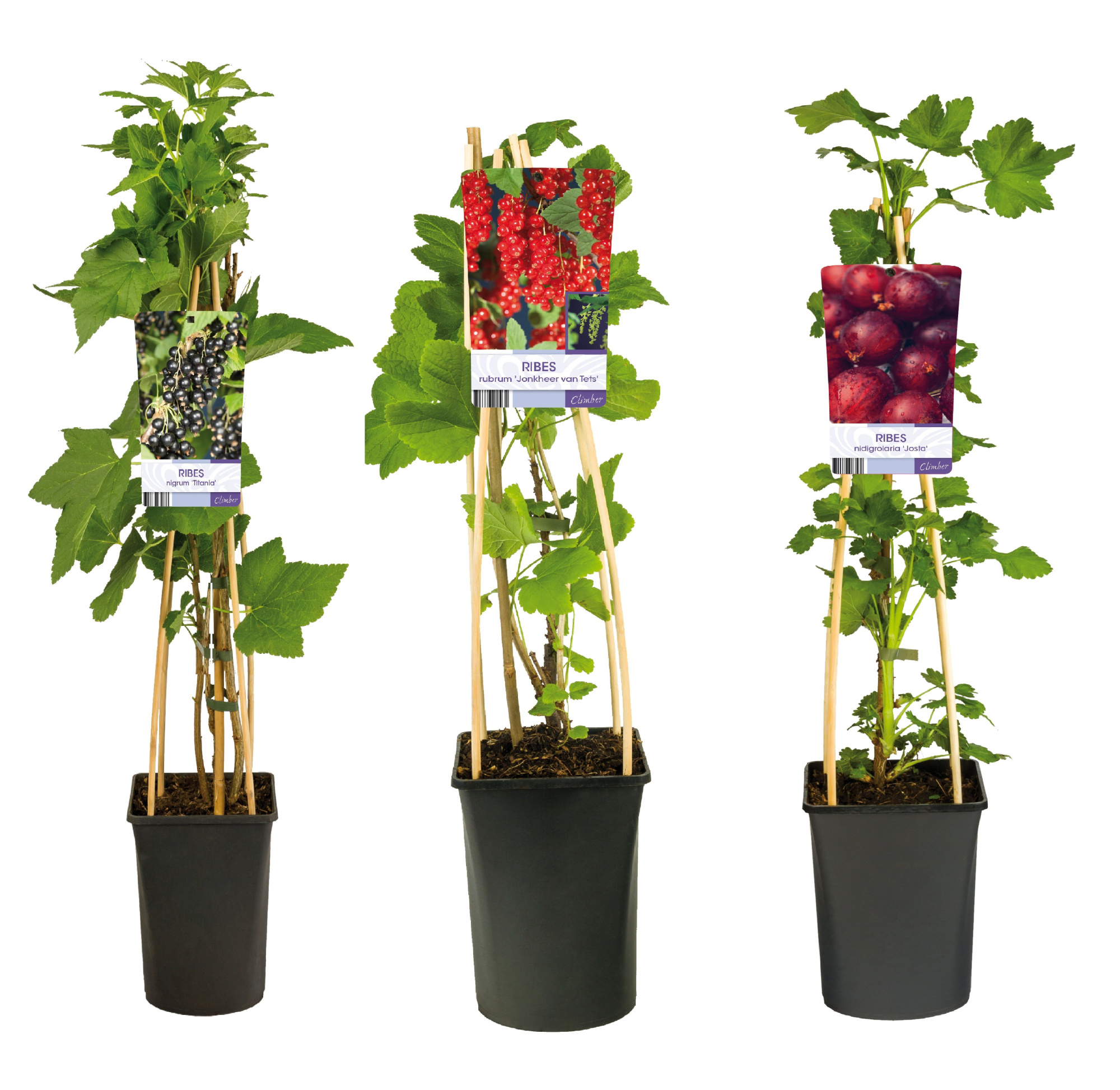 Mixshelf Fruit, berries +light label, D 17 cm