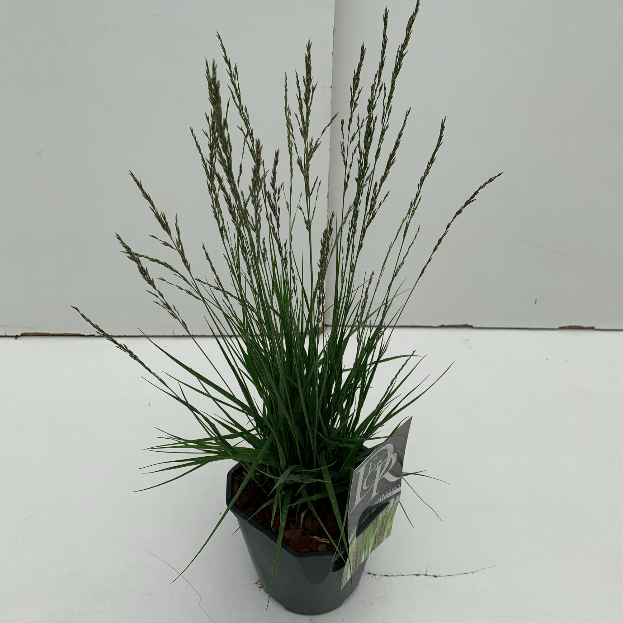 Molinia 'Moorhexe', D 17 cm
