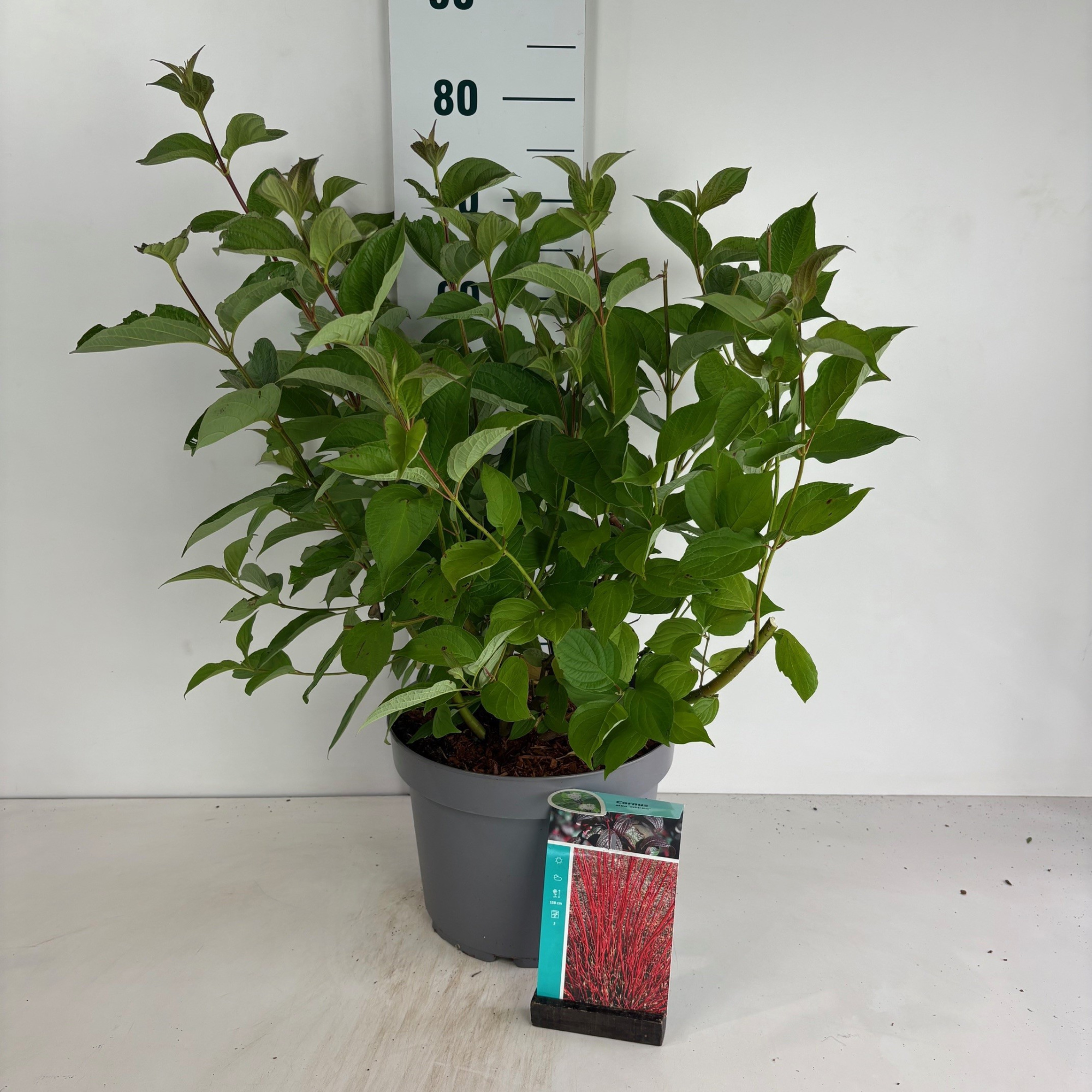 Cornus alba Sibirica, D 29 cm