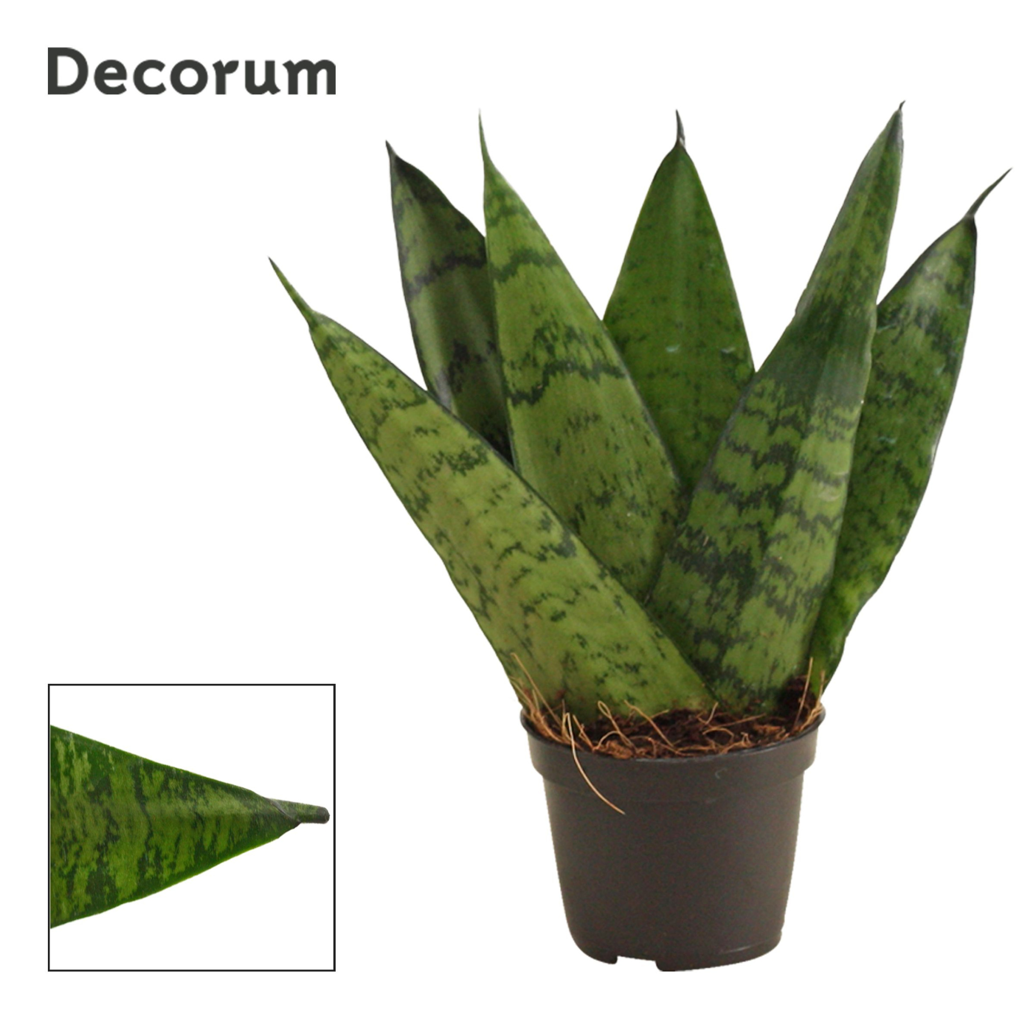 Sansevieria Zeylanica Fan 6 cm (Decorum), D 6 cm