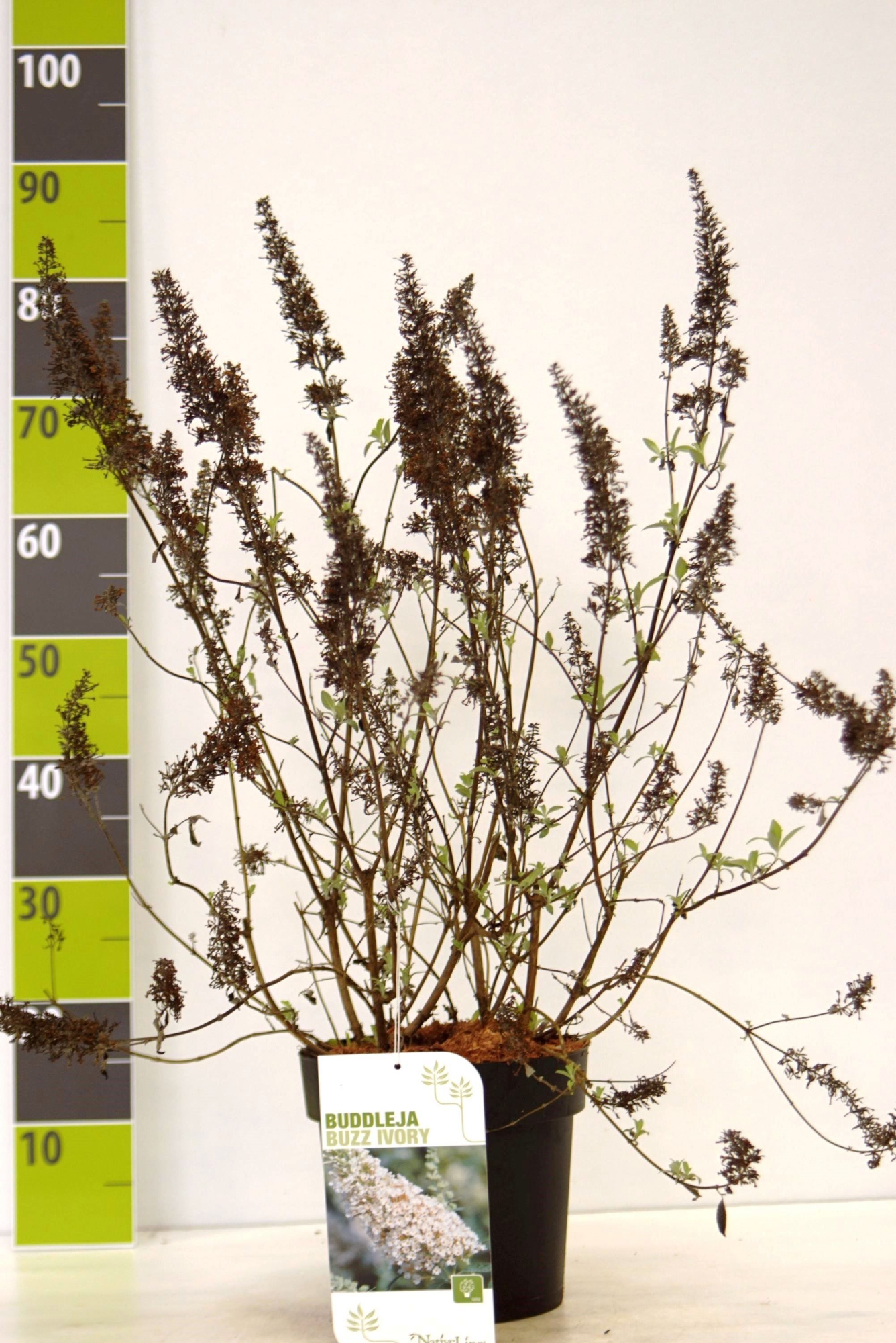 Buddleja 'Buzz Ivory' -R- C 4,6, D 23