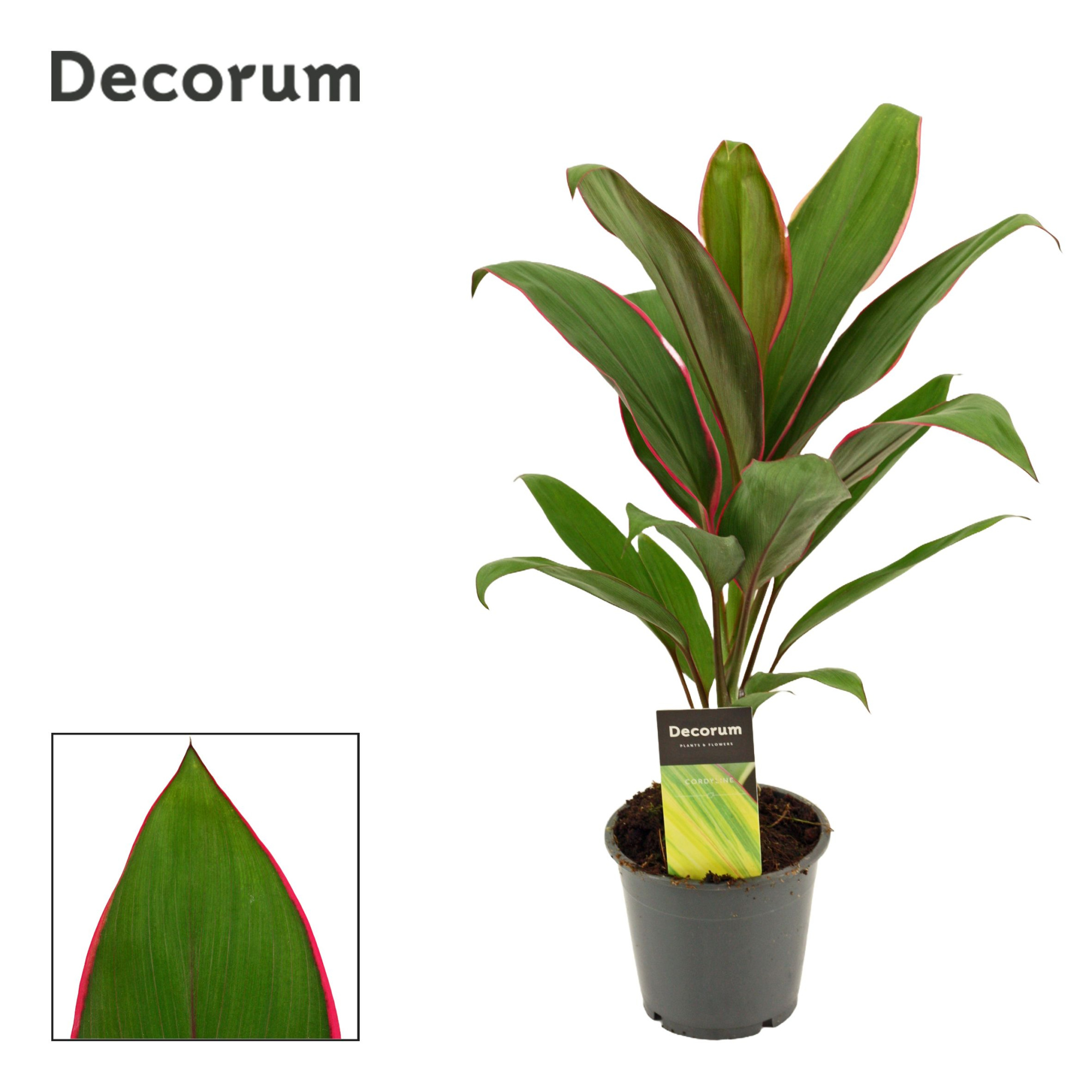 Cordyline Salsa 12 cm (Decorum), D 12