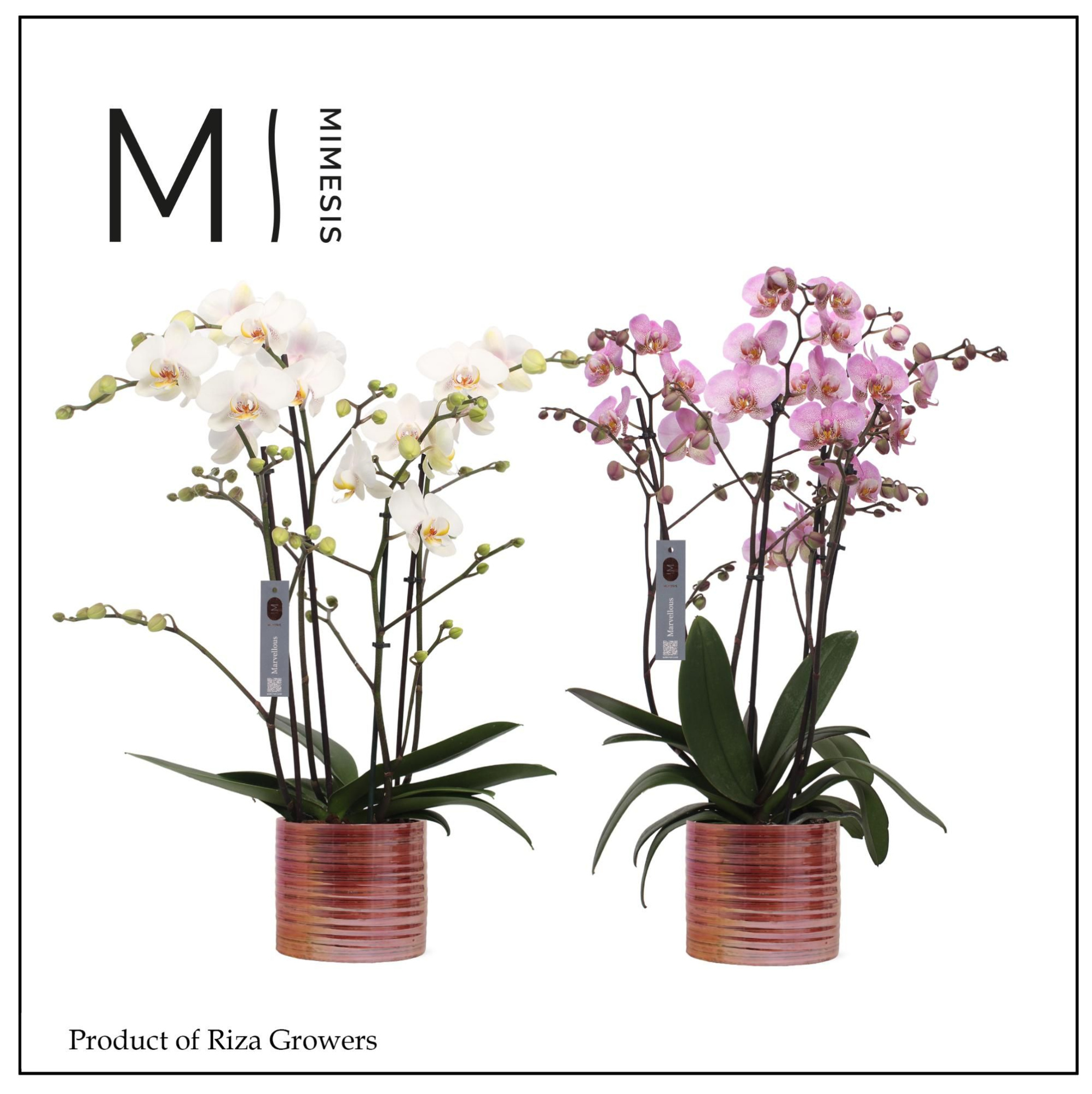 Phalaenopsis Marvellous Mix 50+ – 17cm in Didi Pearl Pink | Mimesis, D 17