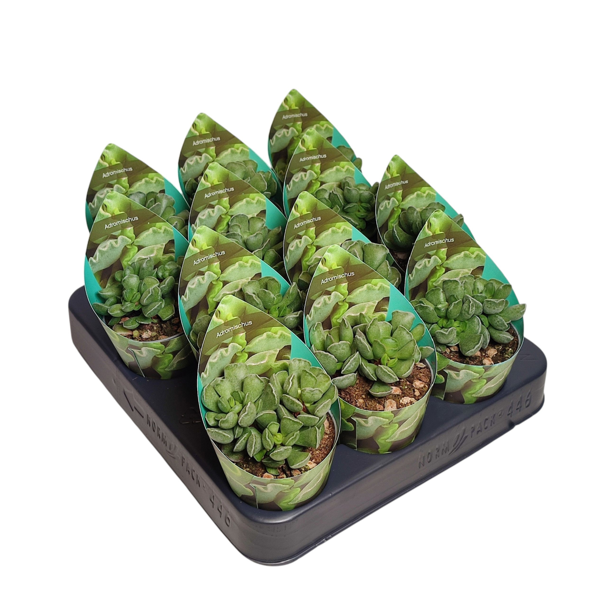 ADROMISCHUS CRISTATUS - POT Ø 6,5 WITH POTCOVER (SUCCULENTEN), D 6,5 cm