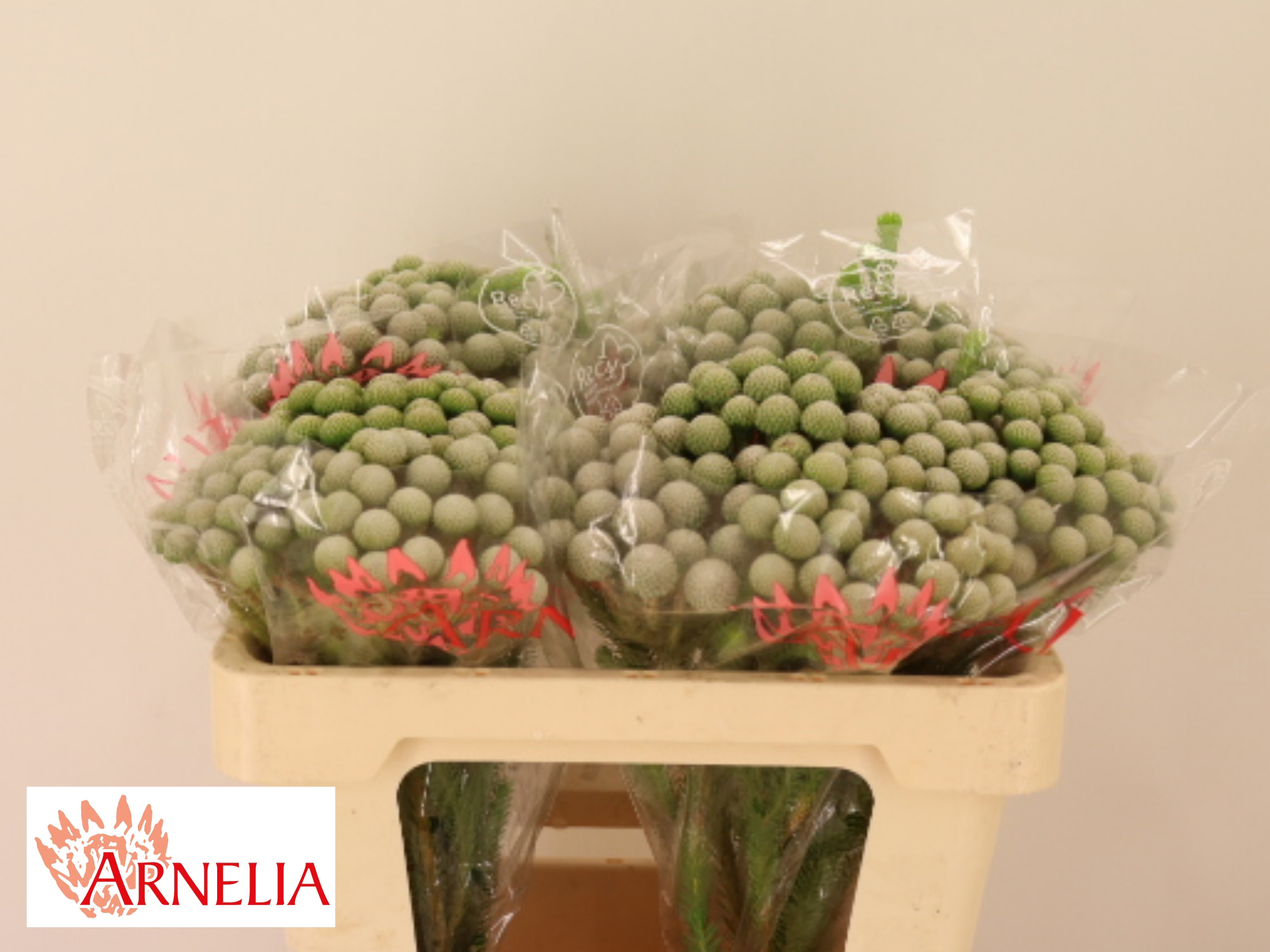 Бруния Айова Сильвер Мун 50, шт.