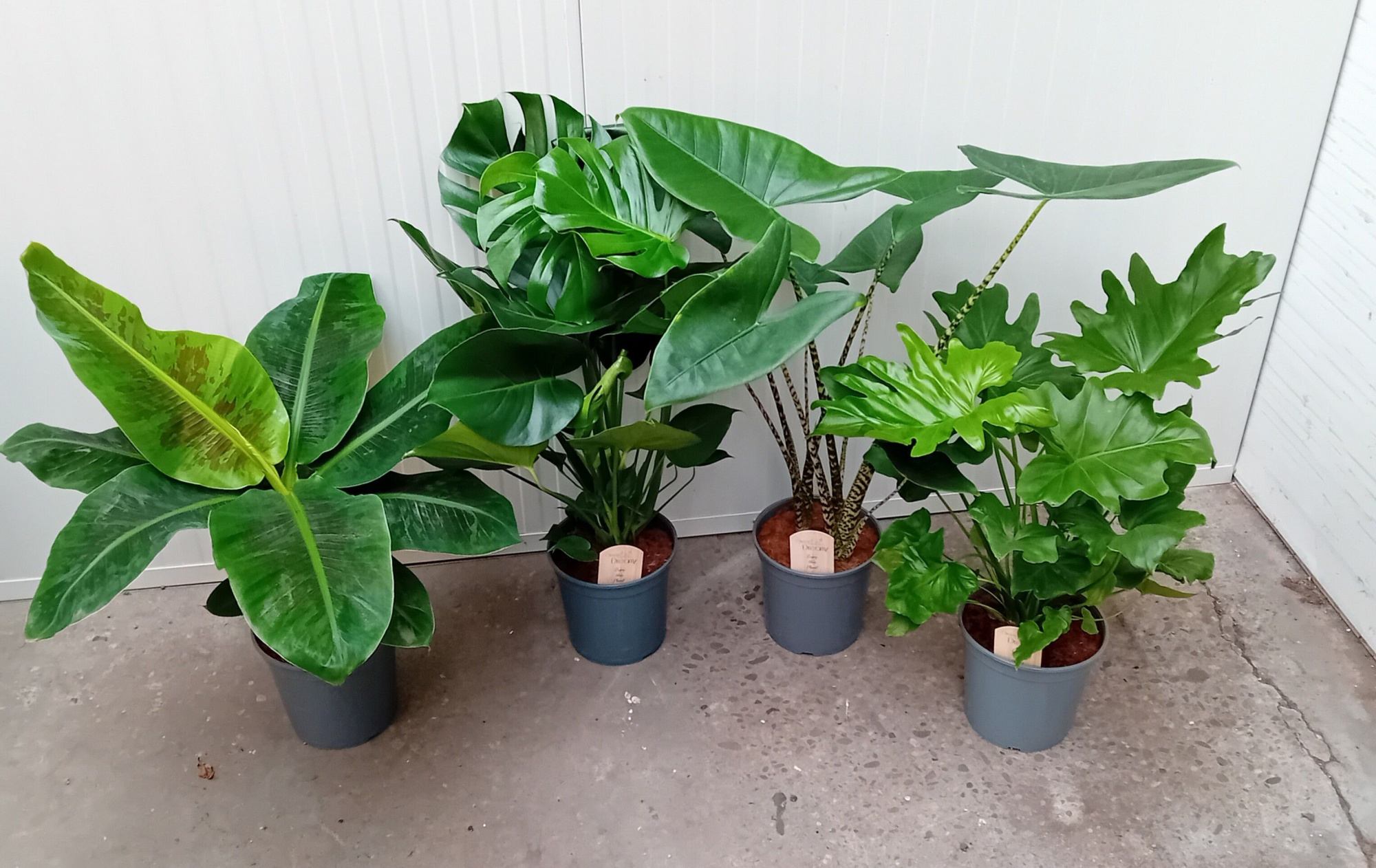 Mix Groene Kamerplant, D 21 cm