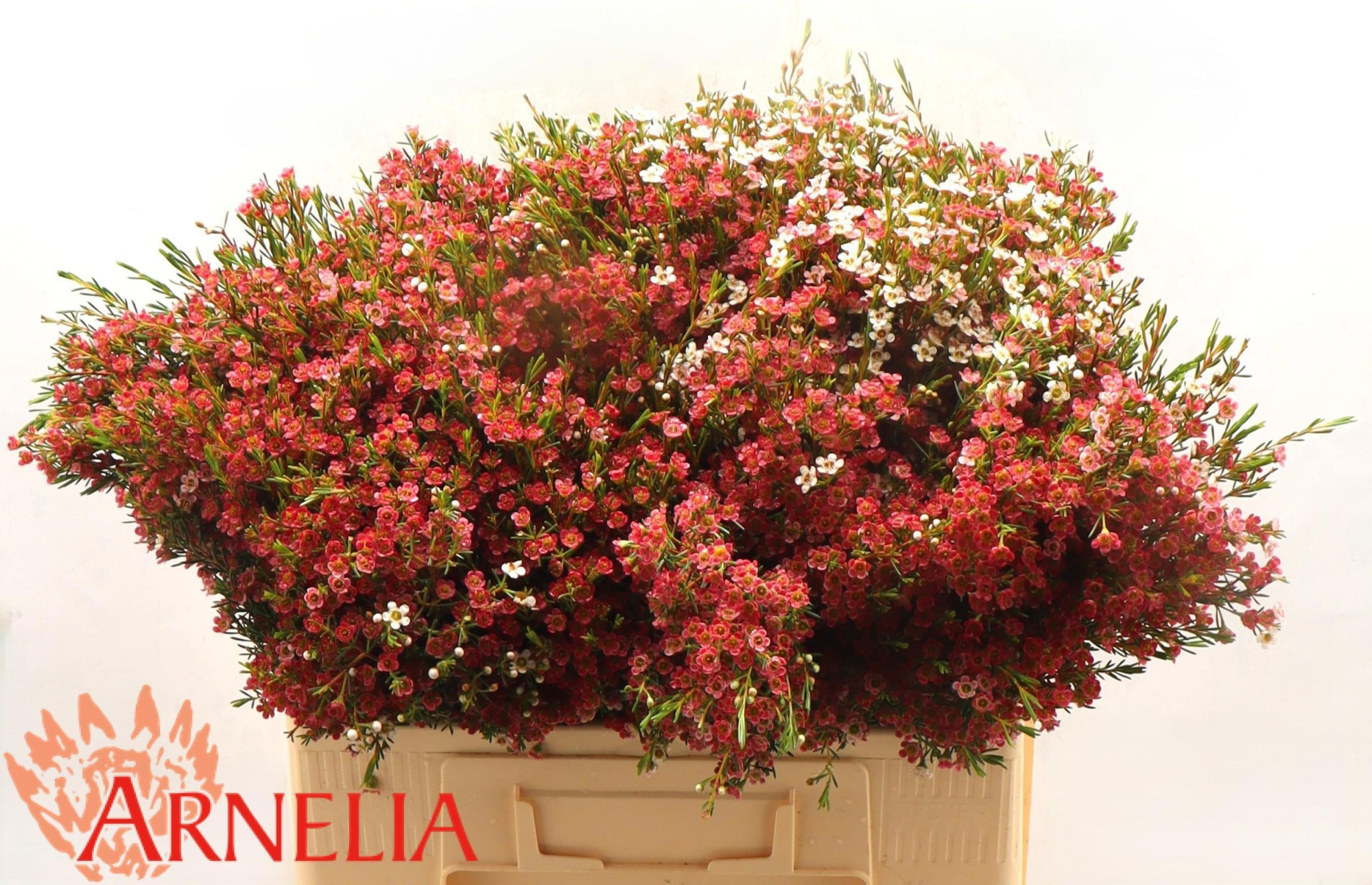 Шамелациум Май Свит Сикстин 55, шт.