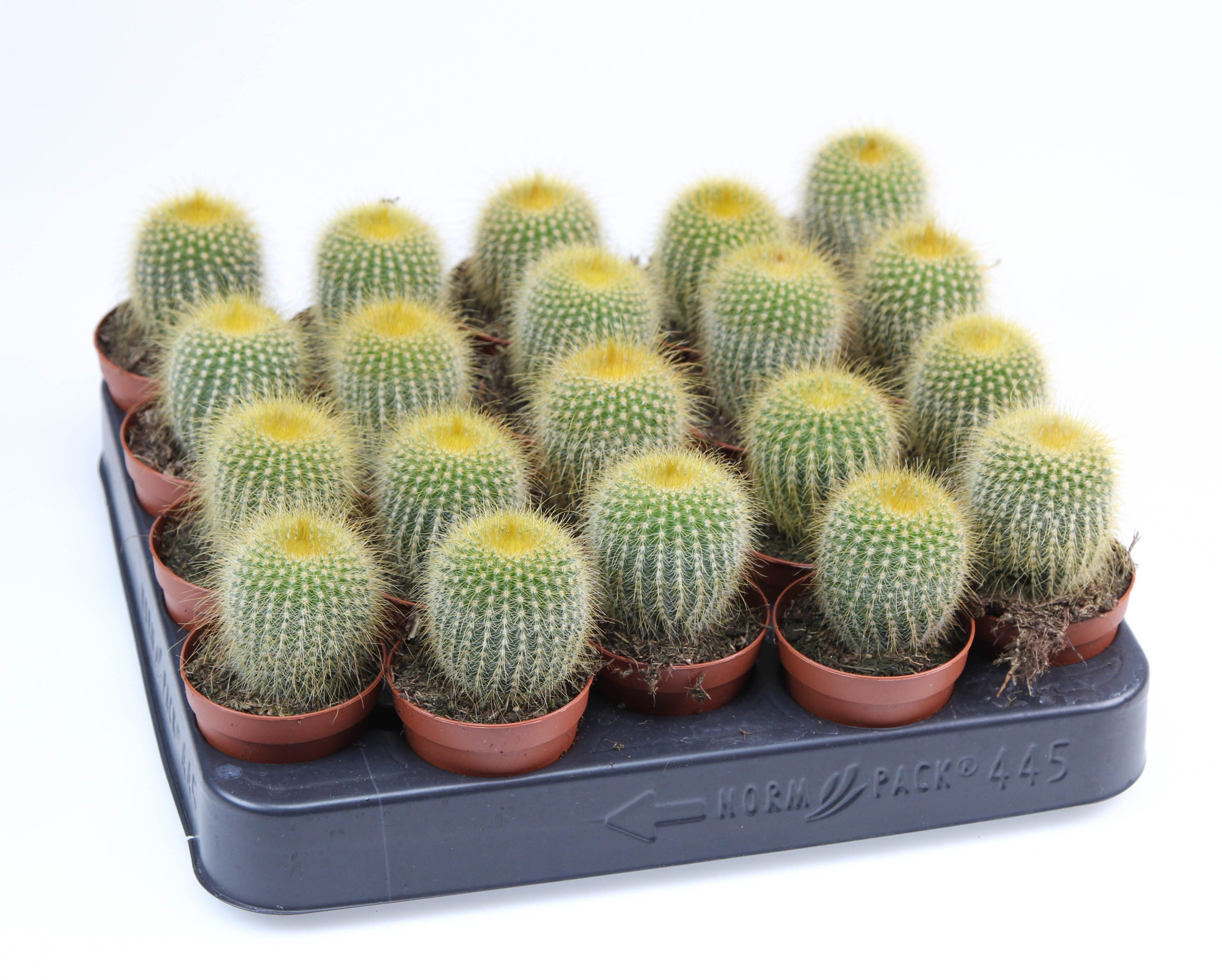 Eriocactus Leninghausii E, D 5,5 cm