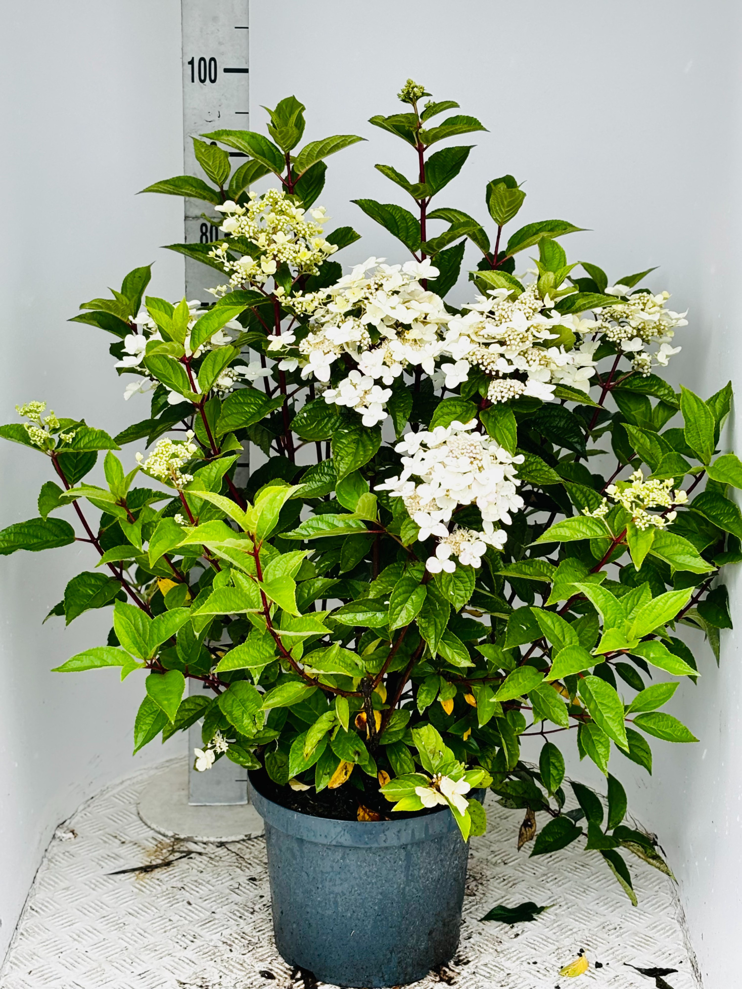 Hydrangea pan. 'Wim's Red', D 29