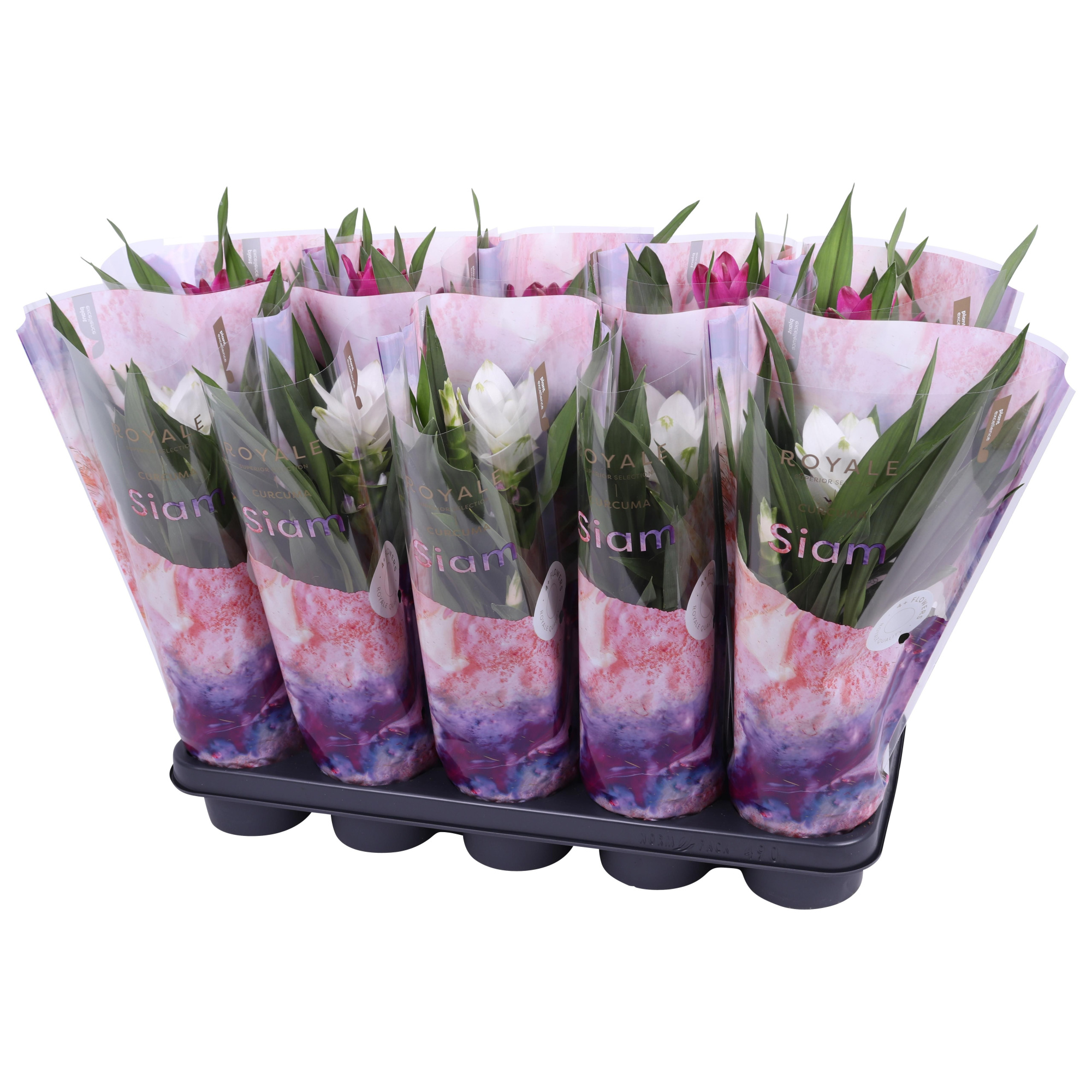 Royale - Curcuma 12cm - mix 2 kleuren, D 12