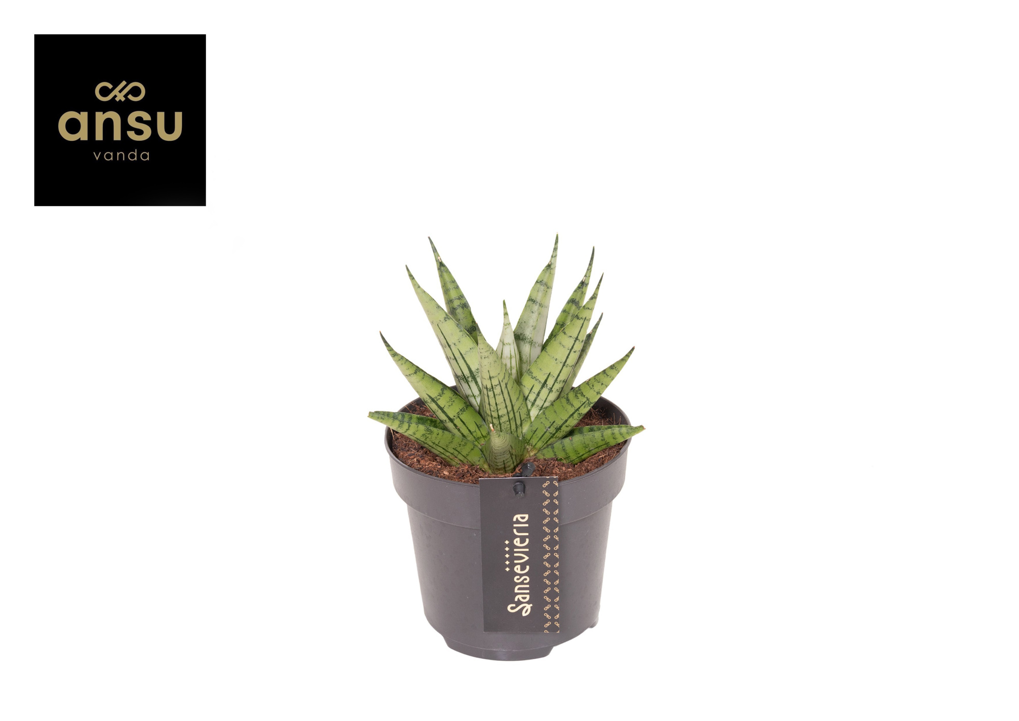 Sansevieria Comet Mini Queen No. 2, D 12