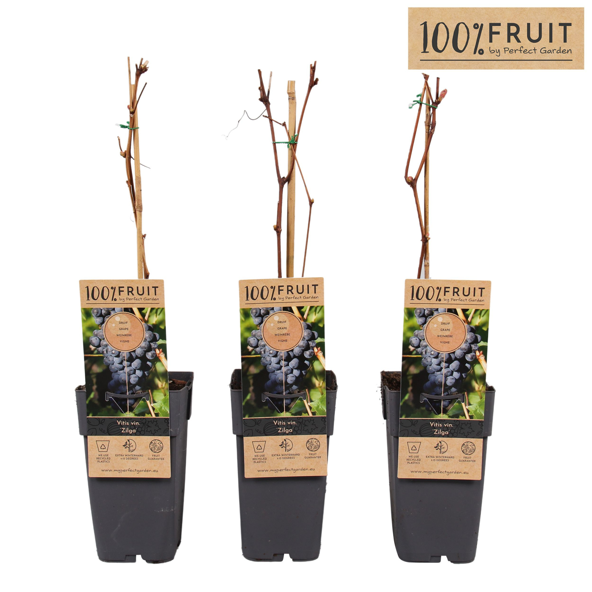 Vitis Zilga P15, D 15